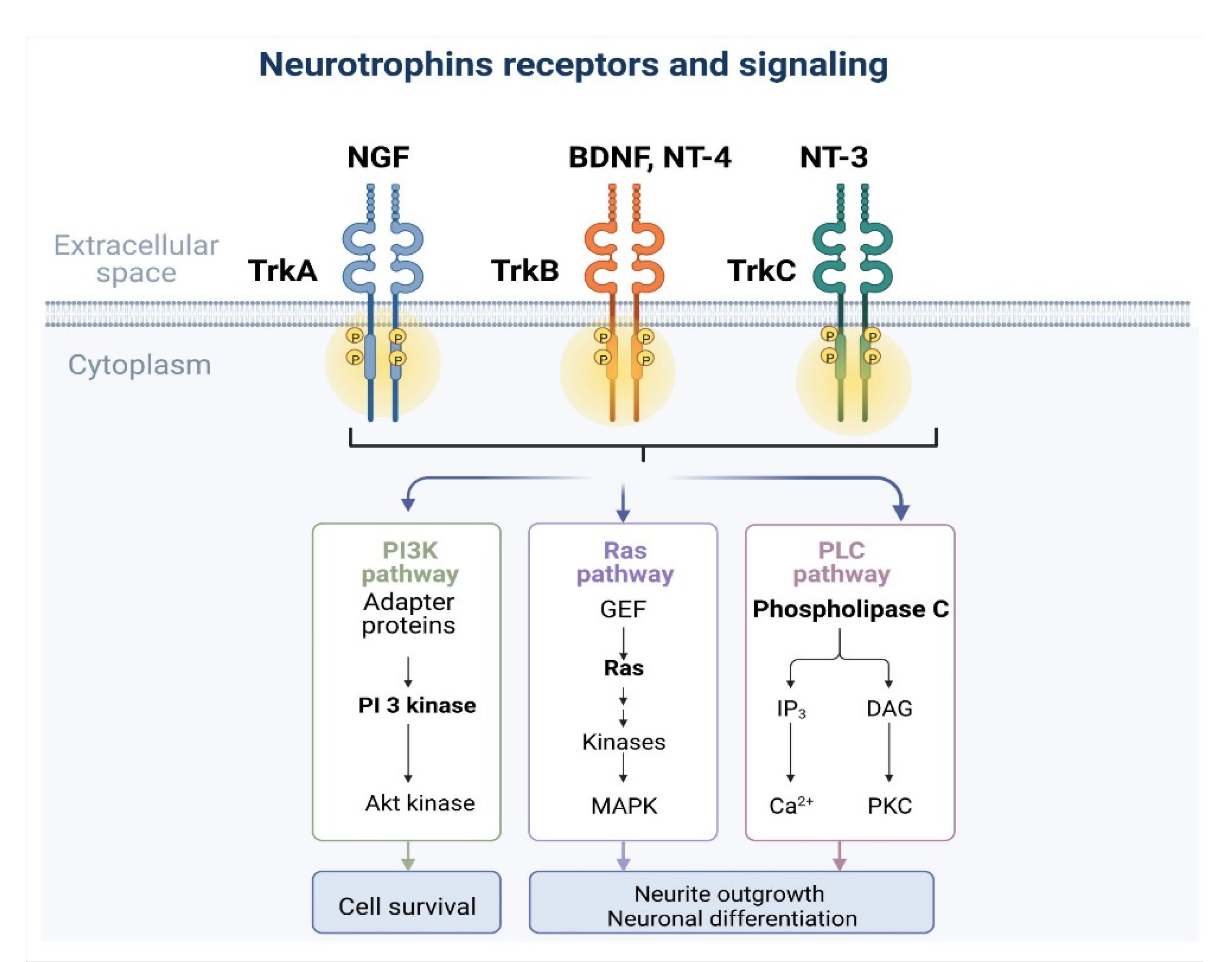 Ijms 23 14069 g002 Ijms 23 14069 g002