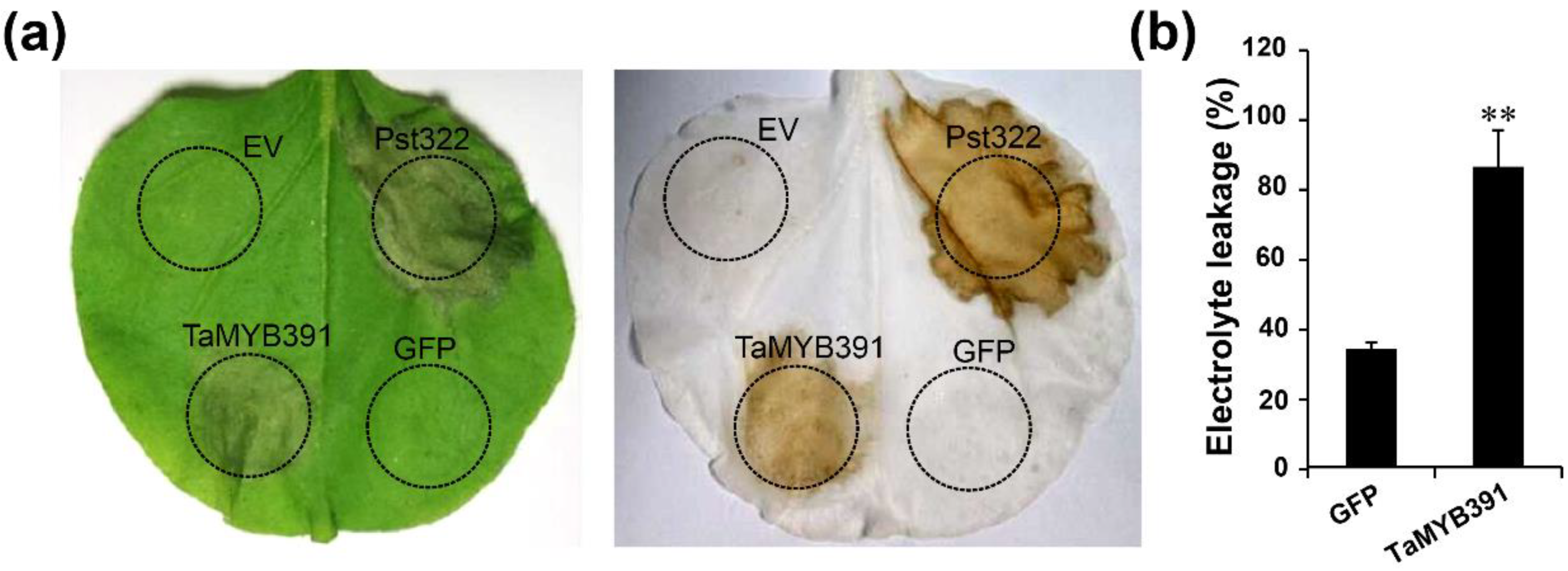 Ijms 23 14070 g002 Ijms 23 14070 g002