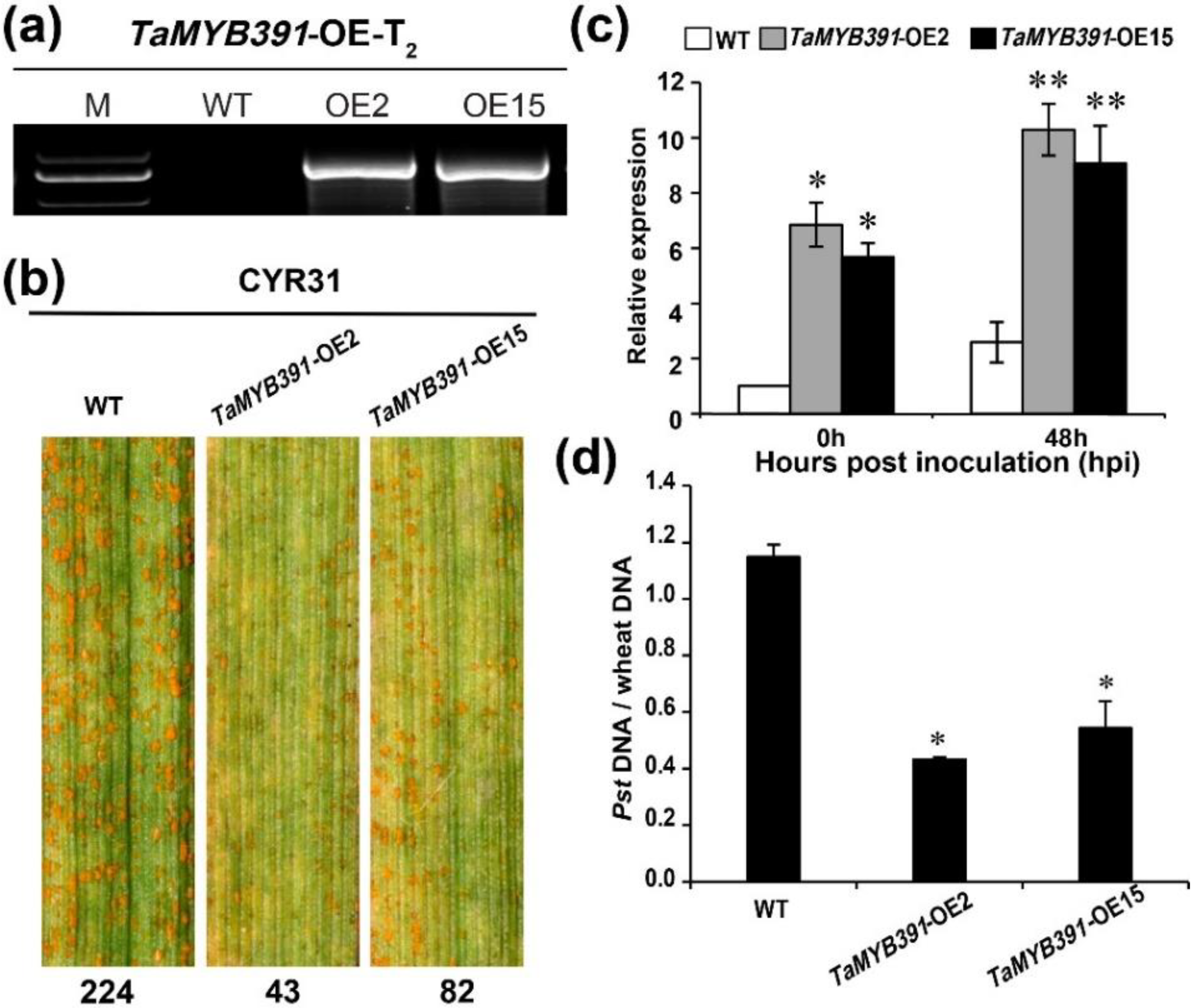 Ijms 23 14070 g003 Ijms 23 14070 g003