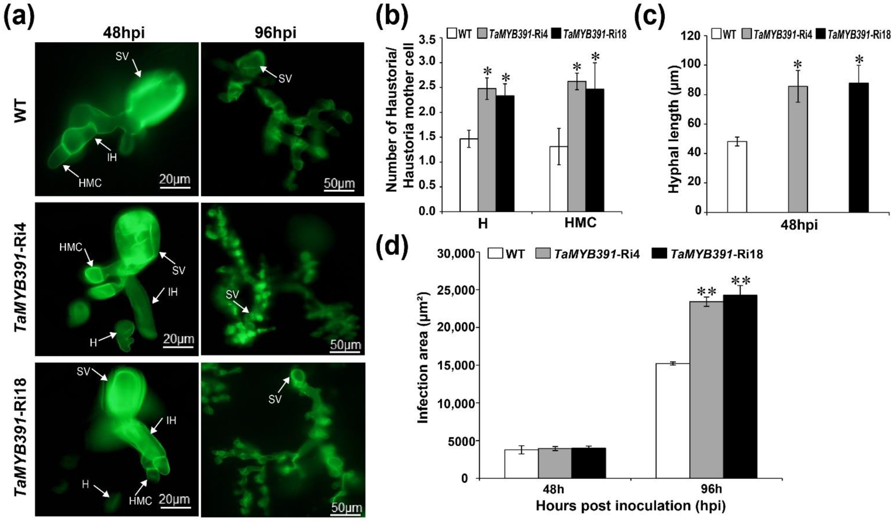 Ijms 23 14070 g008 Ijms 23 14070 g008