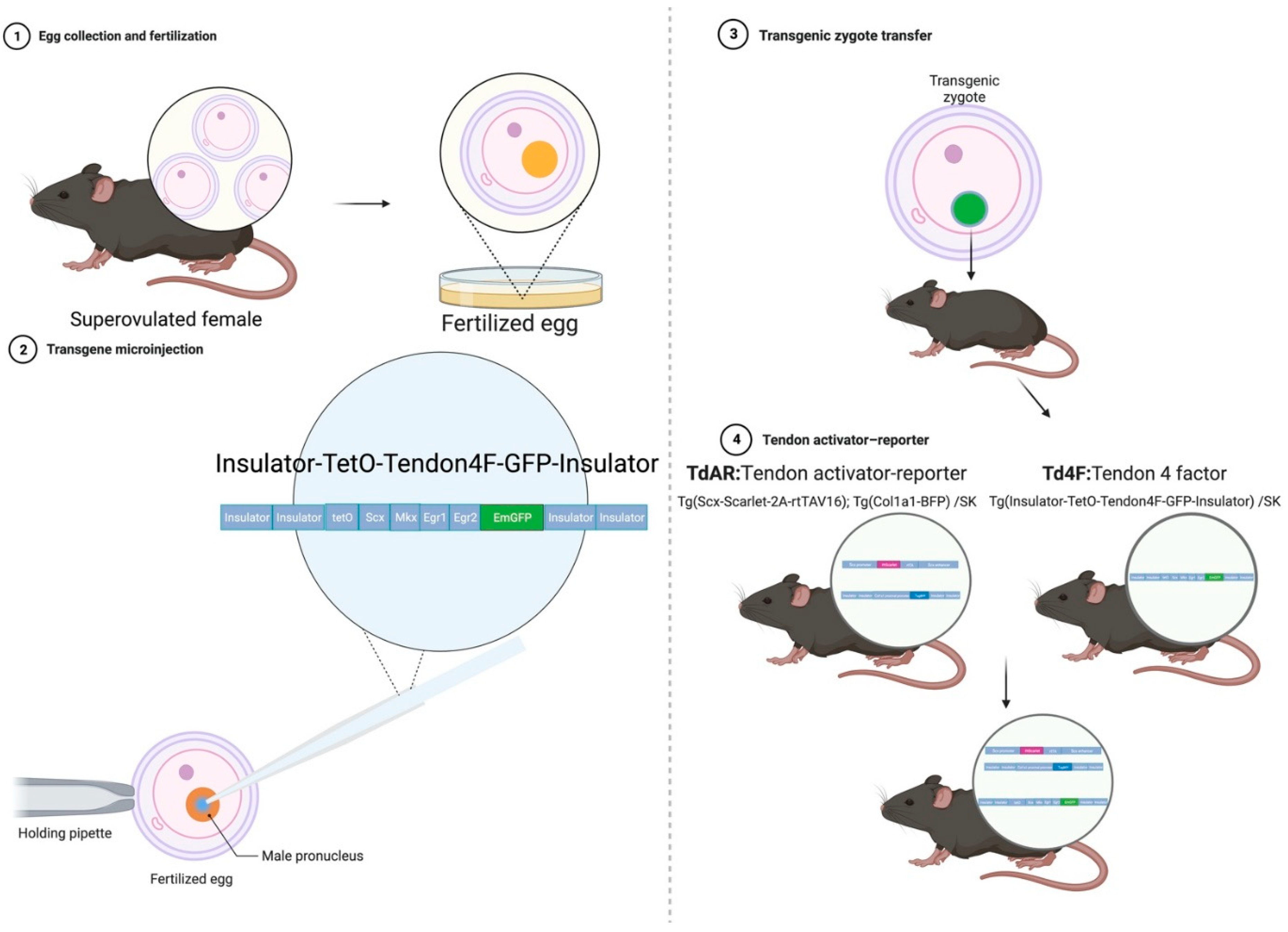 Ijms 23 14078 g001 Ijms 23 14078 g001