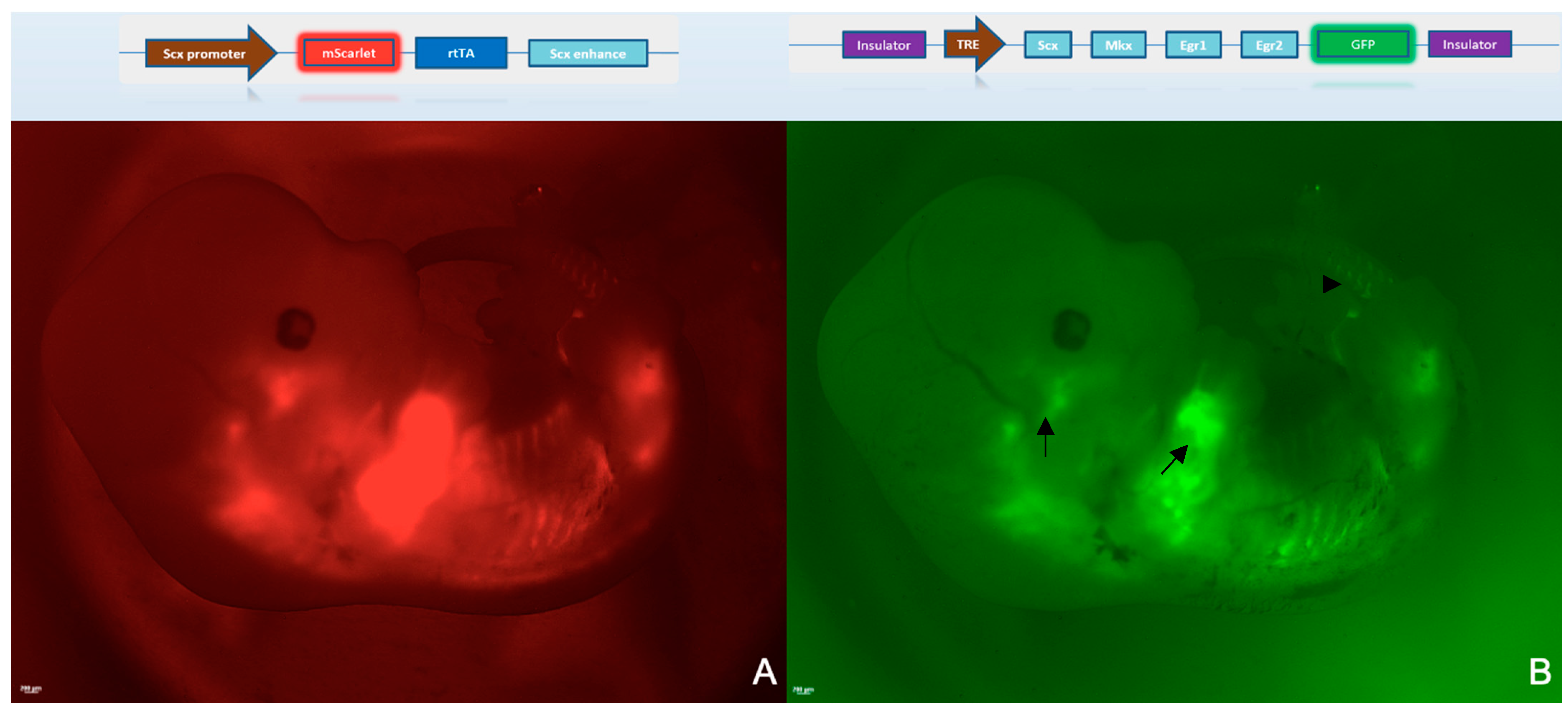 Ijms 23 14078 g002 Ijms 23 14078 g002