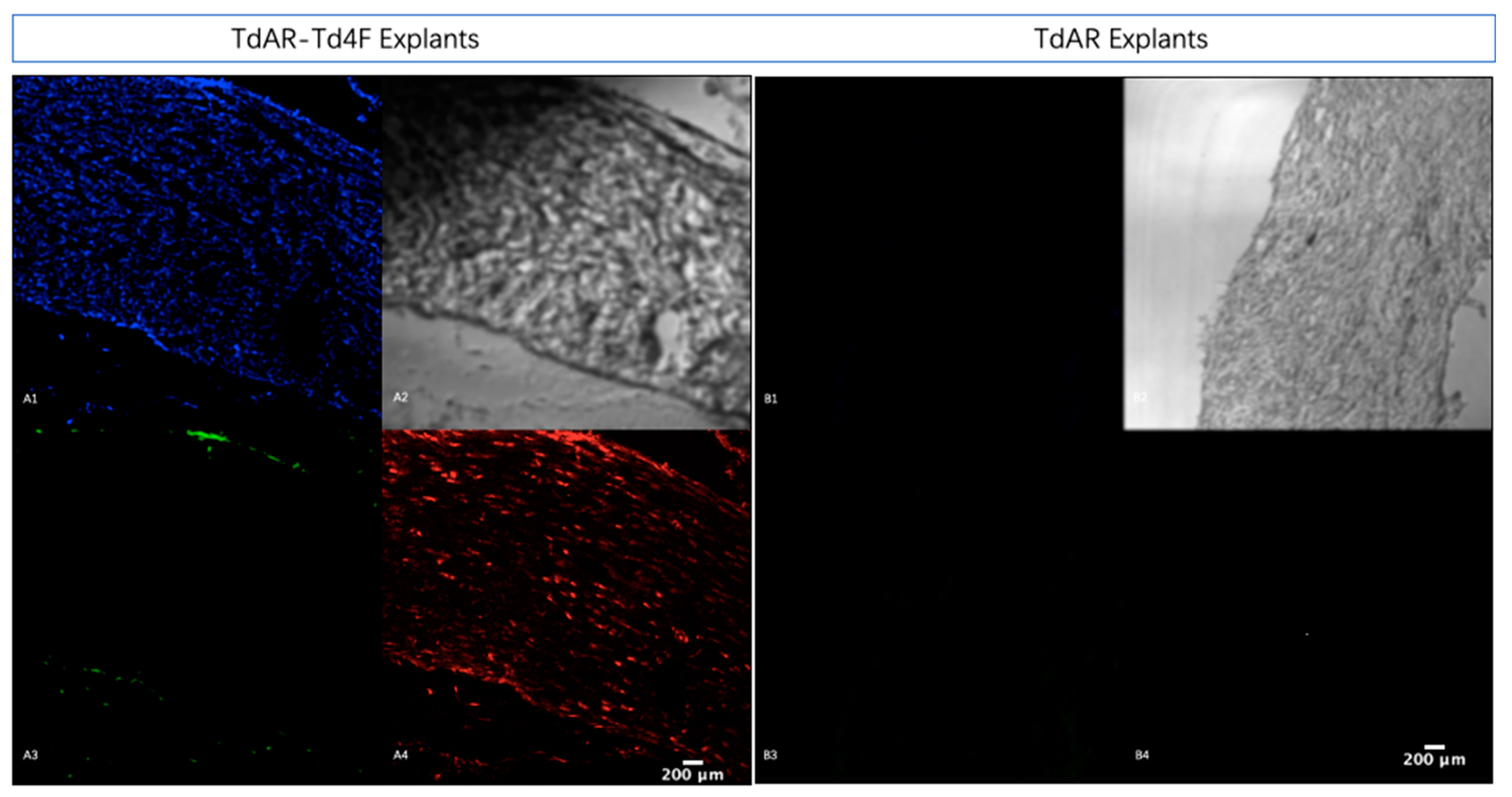 Ijms 23 14078 g004 Ijms 23 14078 g004