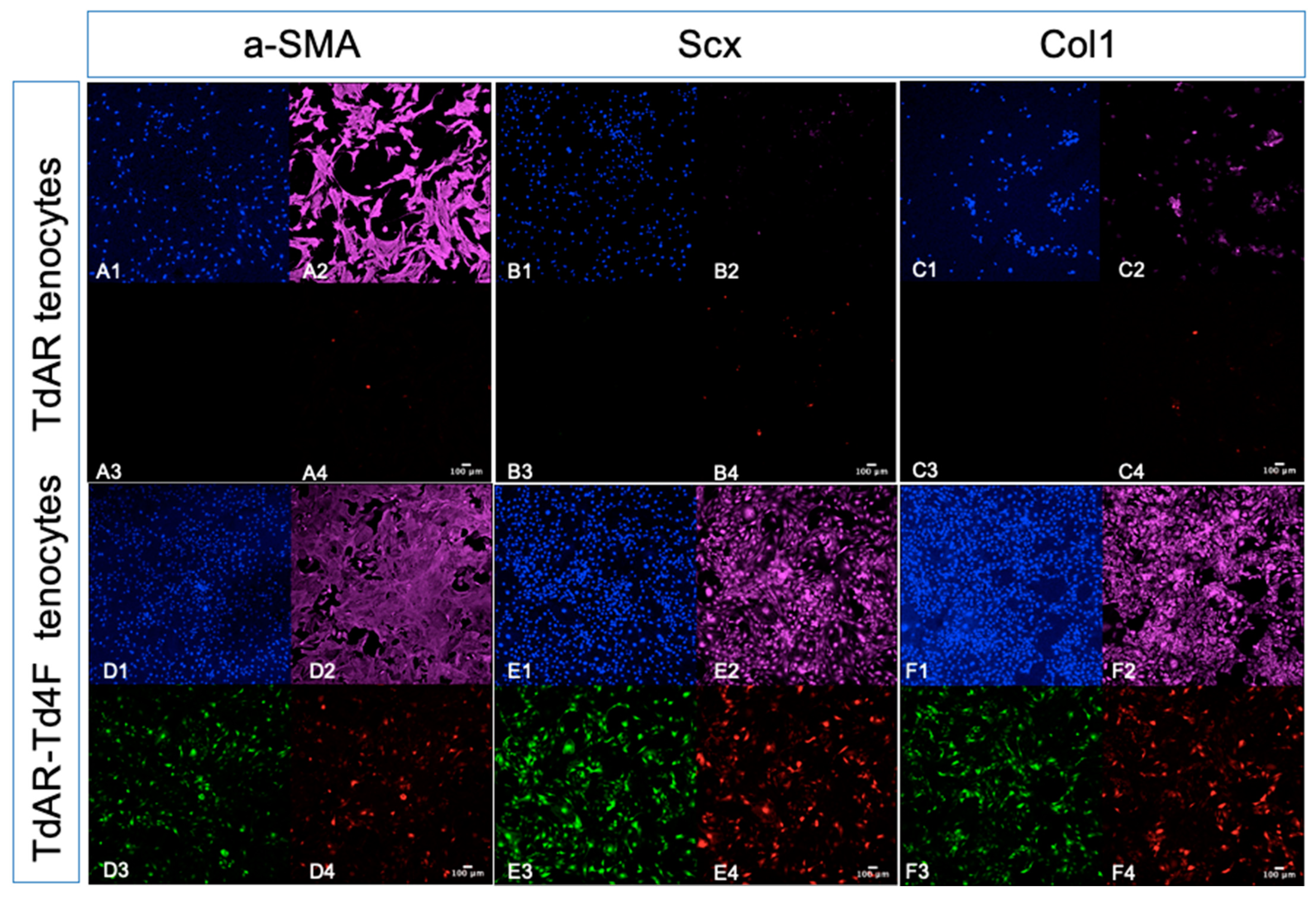 Ijms 23 14078 g006 Ijms 23 14078 g006