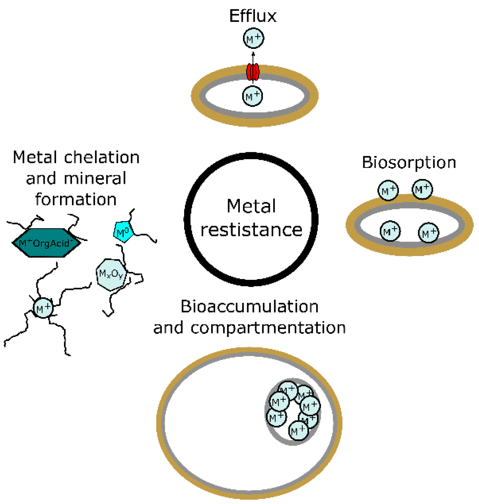 Ijms 23 14084 g001 Ijms 23 14084 g001