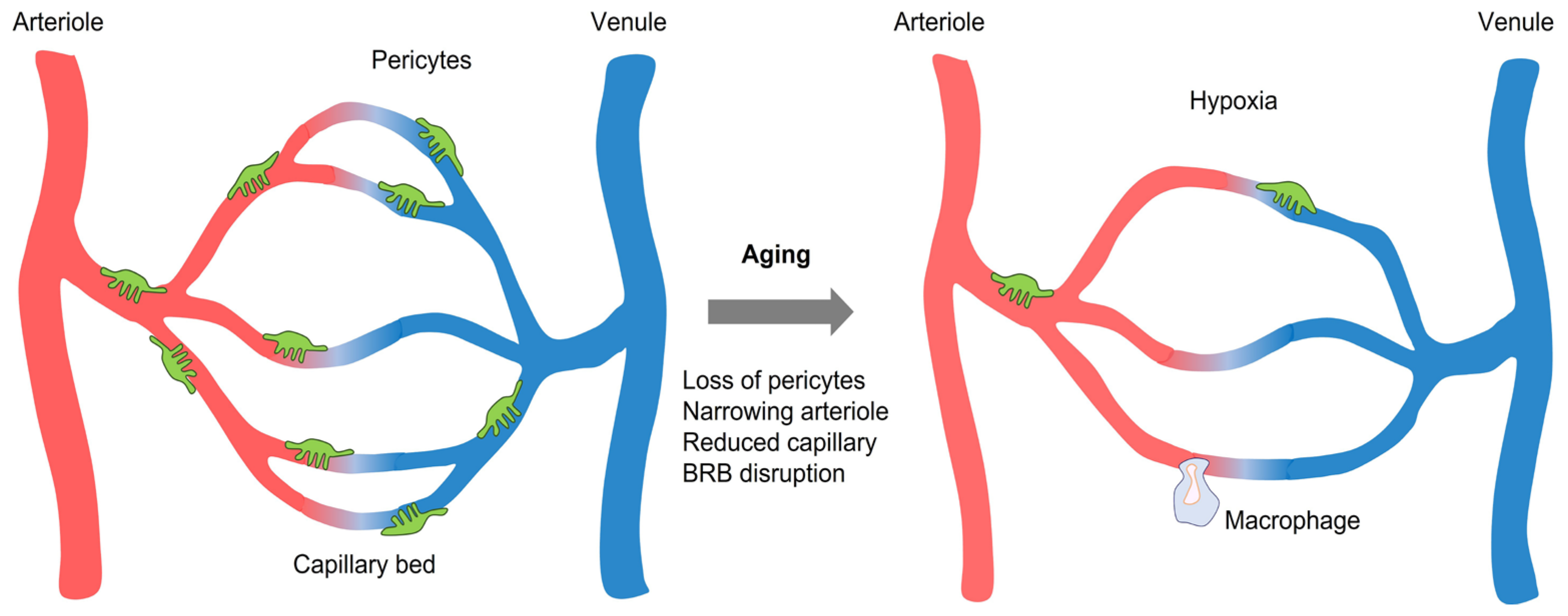 Ijms 23 14104 g001 Ijms 23 14104 g001
