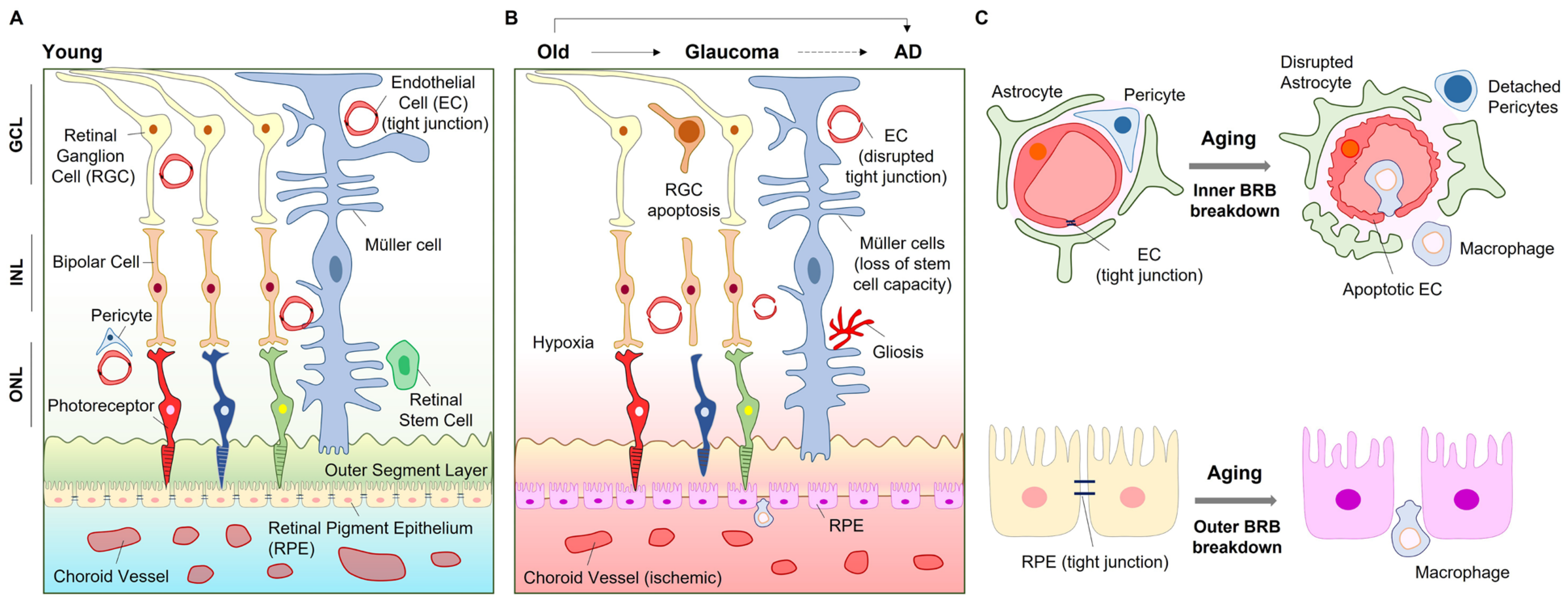 Ijms 23 14104 g002 Ijms 23 14104 g002