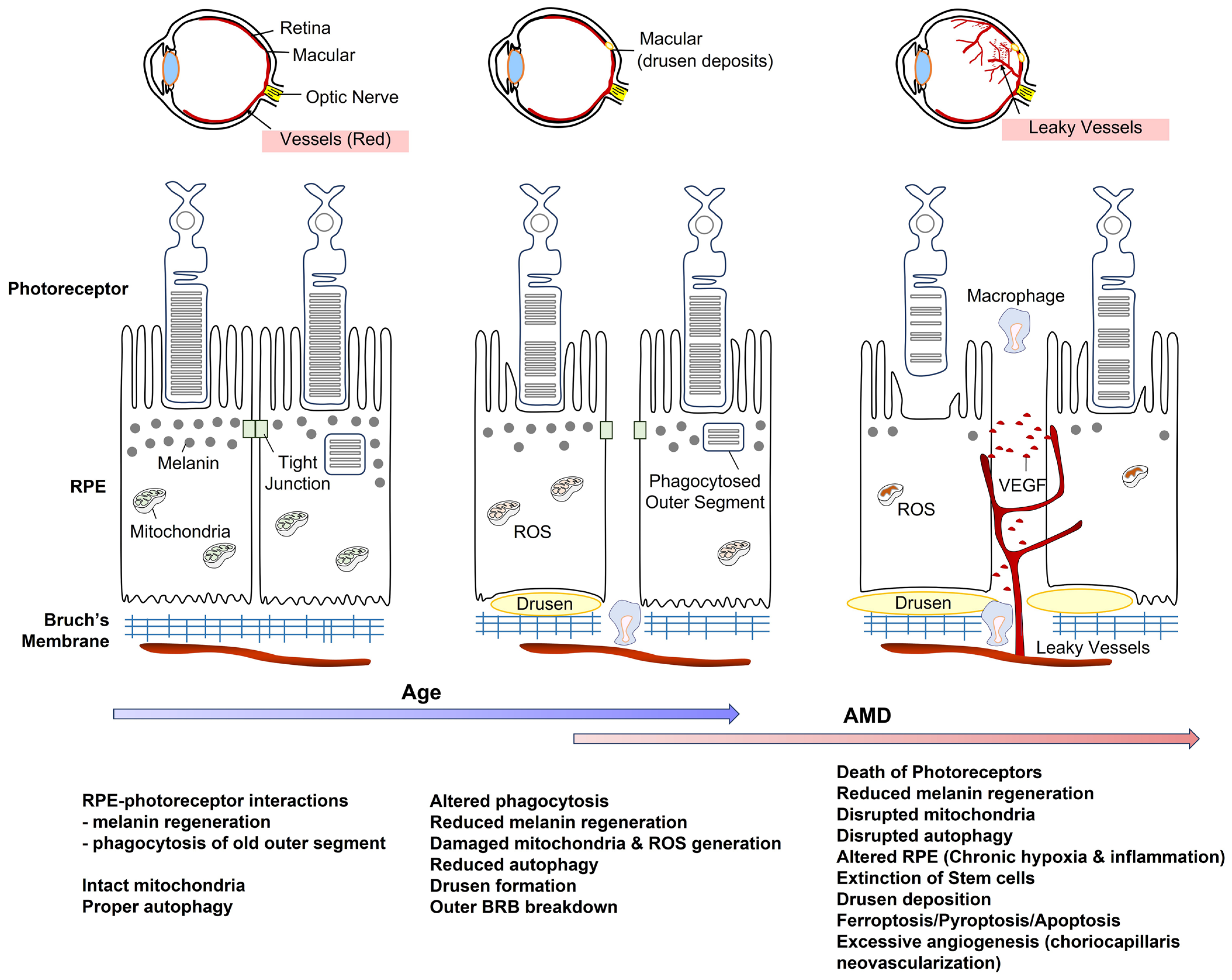 Ijms 23 14104 g003 Ijms 23 14104 g003