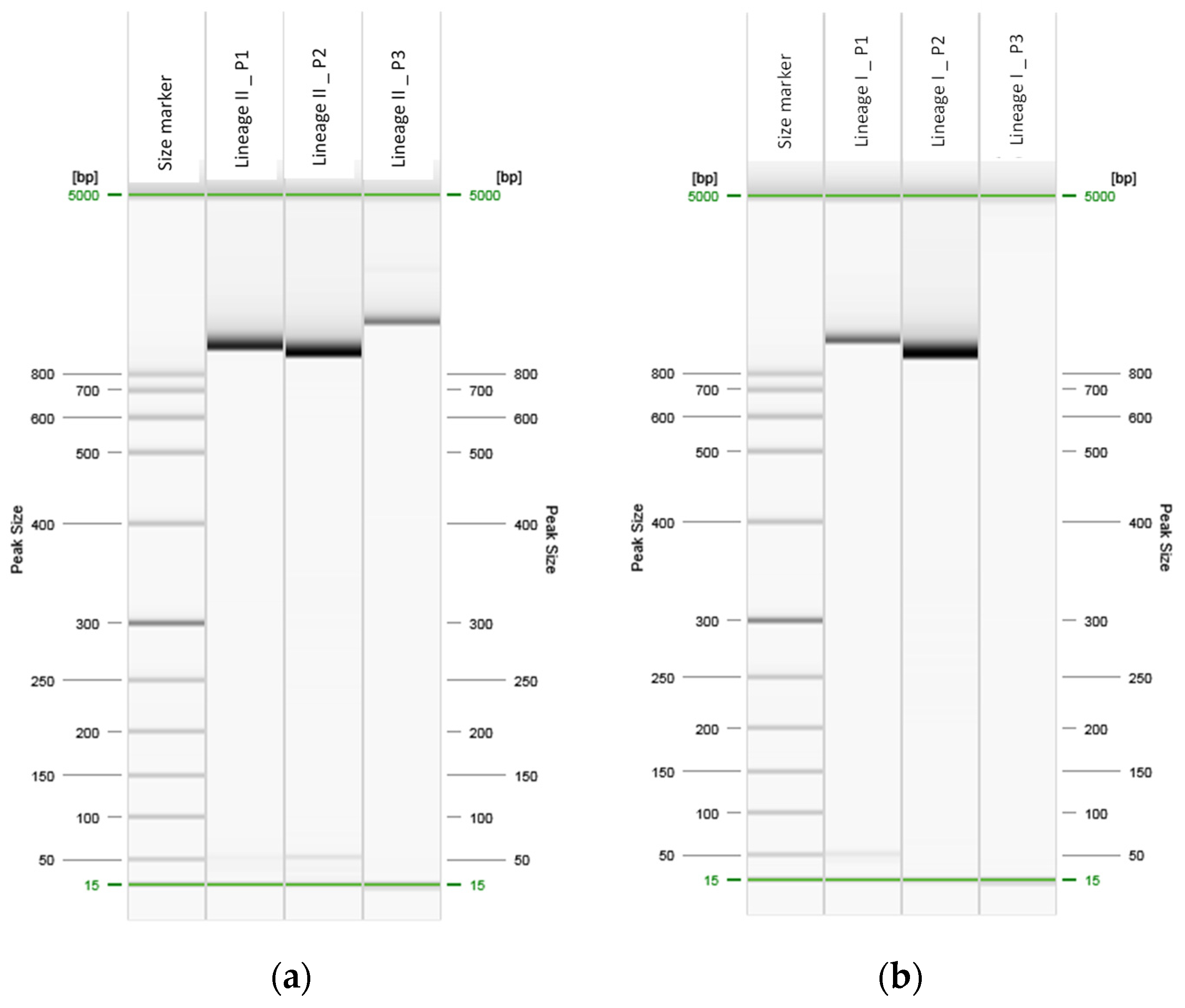 Ijms 23 14106 g001a Ijms 23 14106 g001a