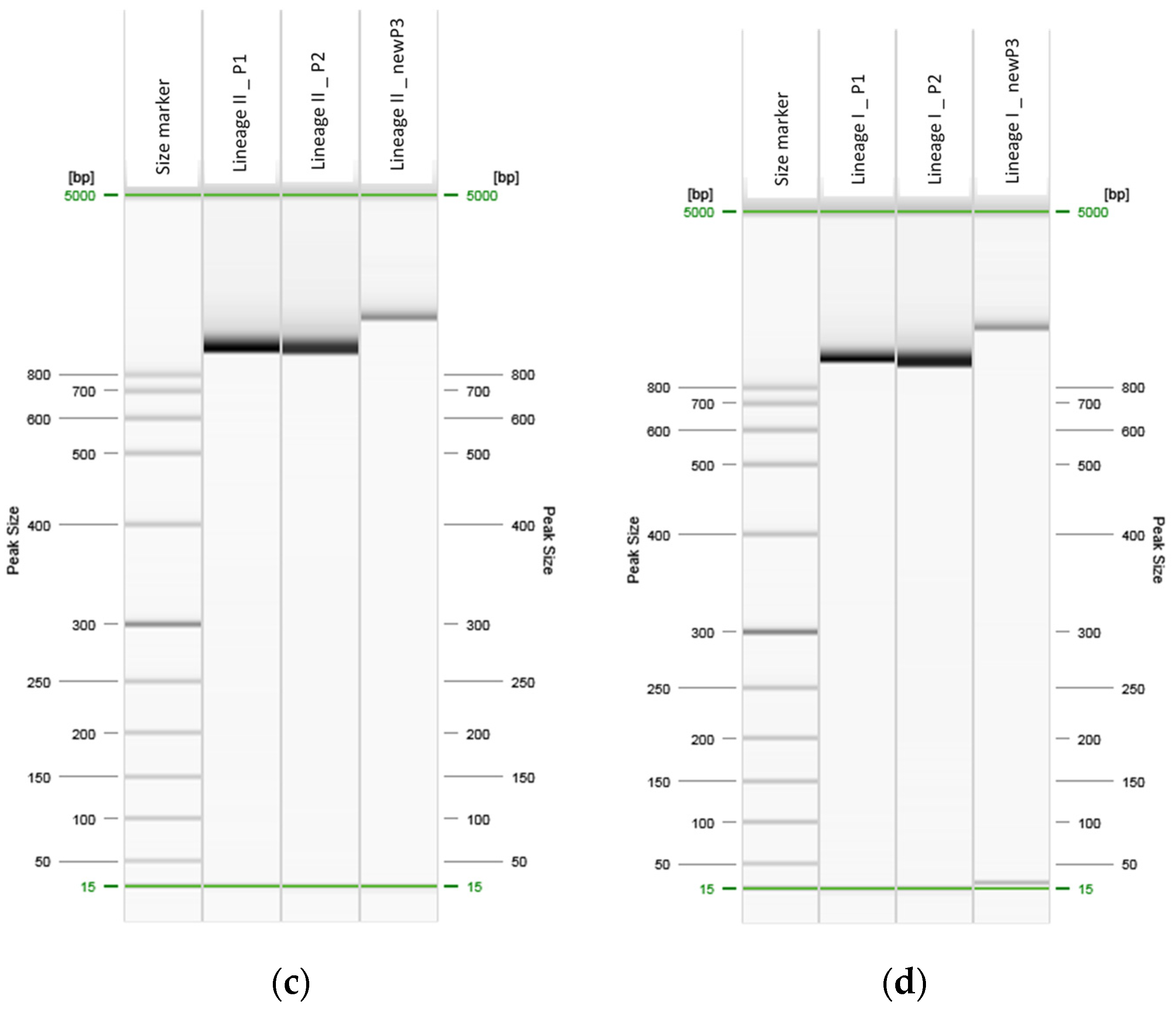 Ijms 23 14106 g001b Ijms 23 14106 g001b