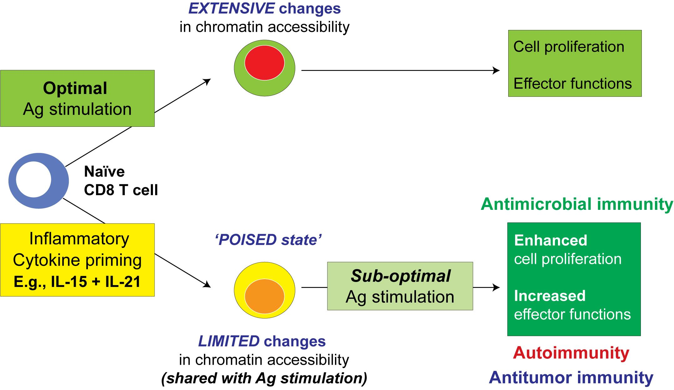 Ijms Free Full Text Inflammatory Cytokines That Enhance Antigen