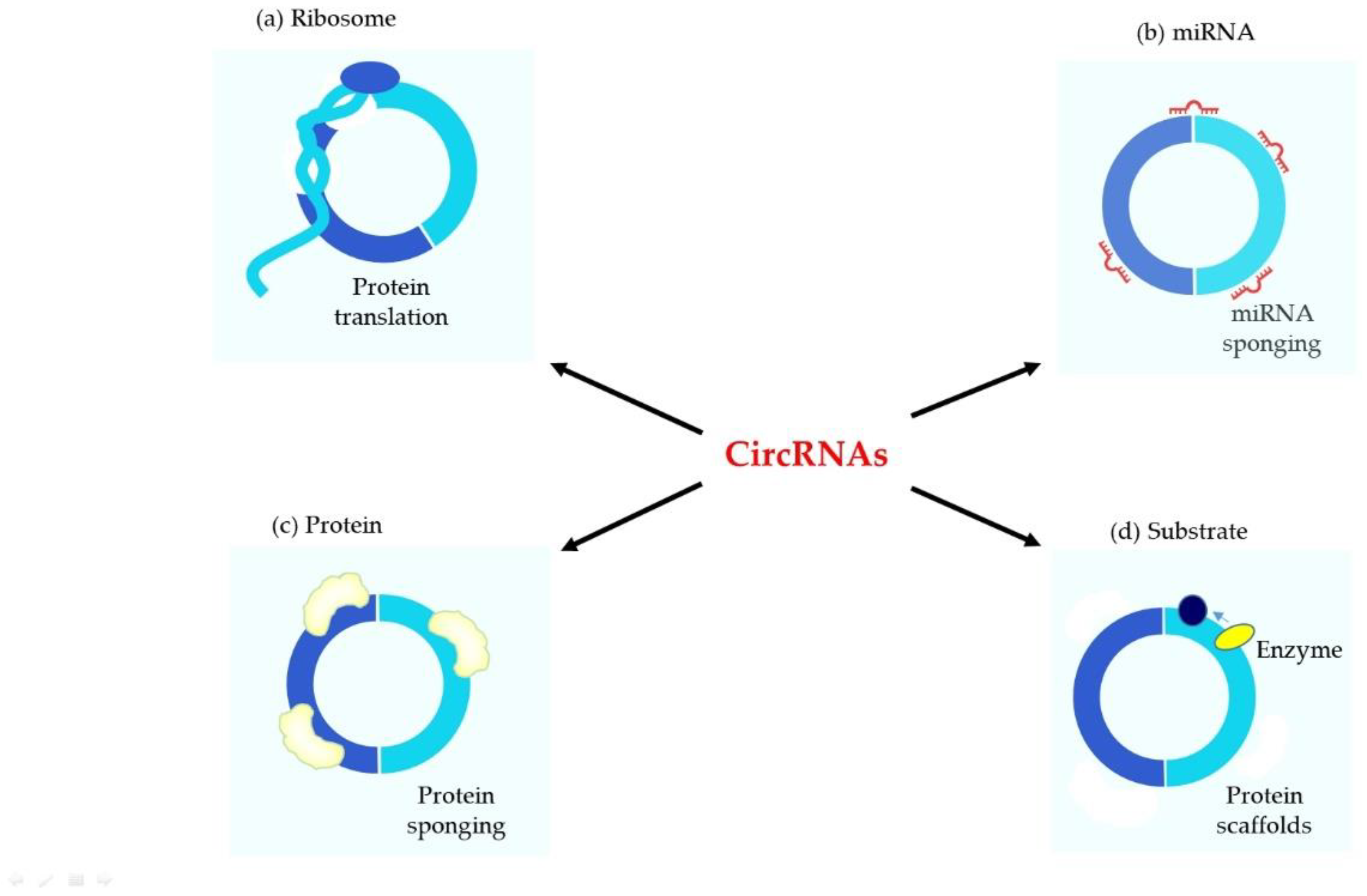 Involvement of circRNAs in the Development of Heart Failure
