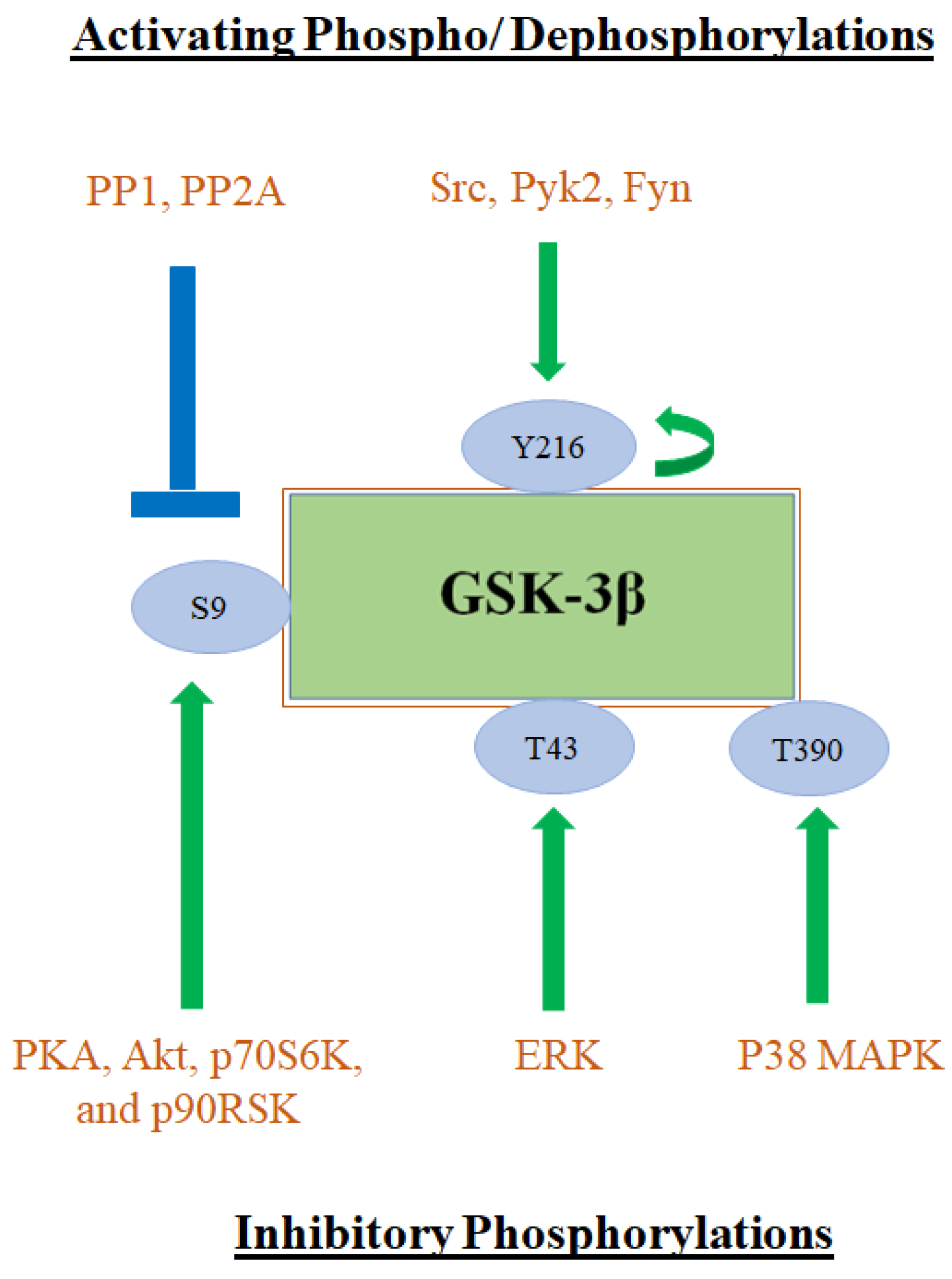 Glycogen Synthase Pathway