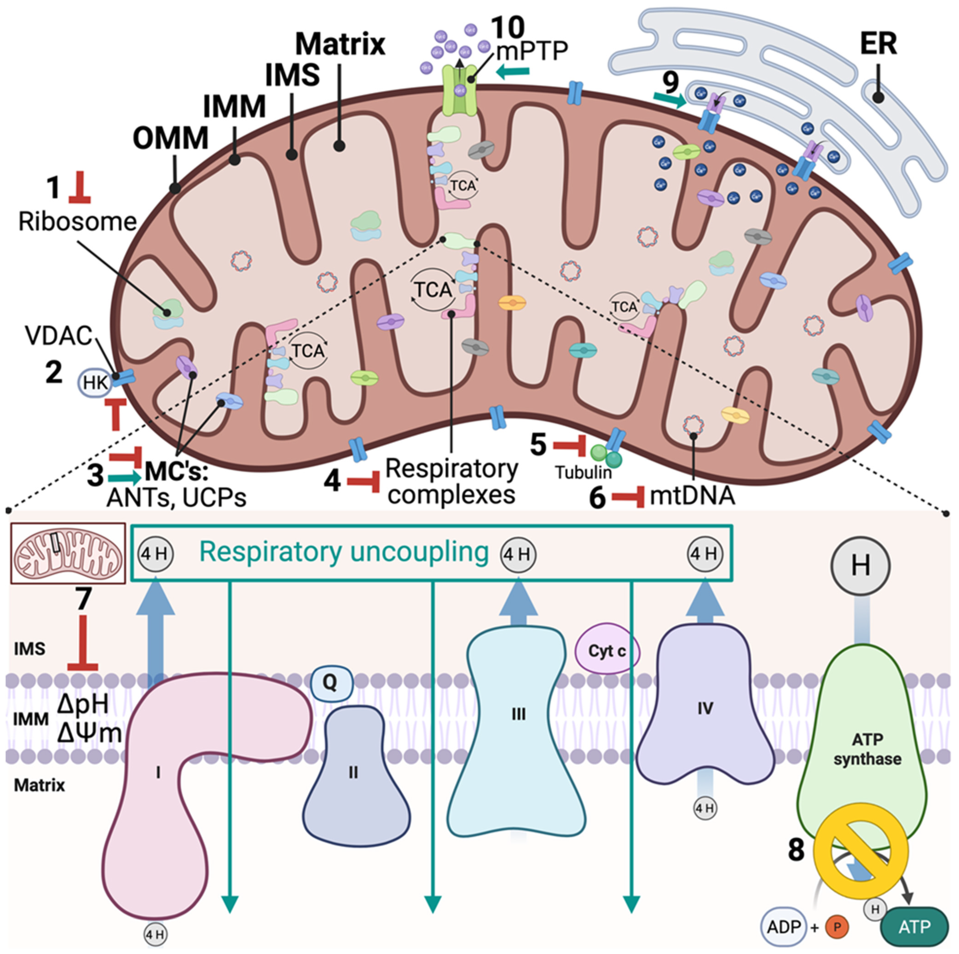 Ijms 23 14152 g001 Ijms 23 14152 g001