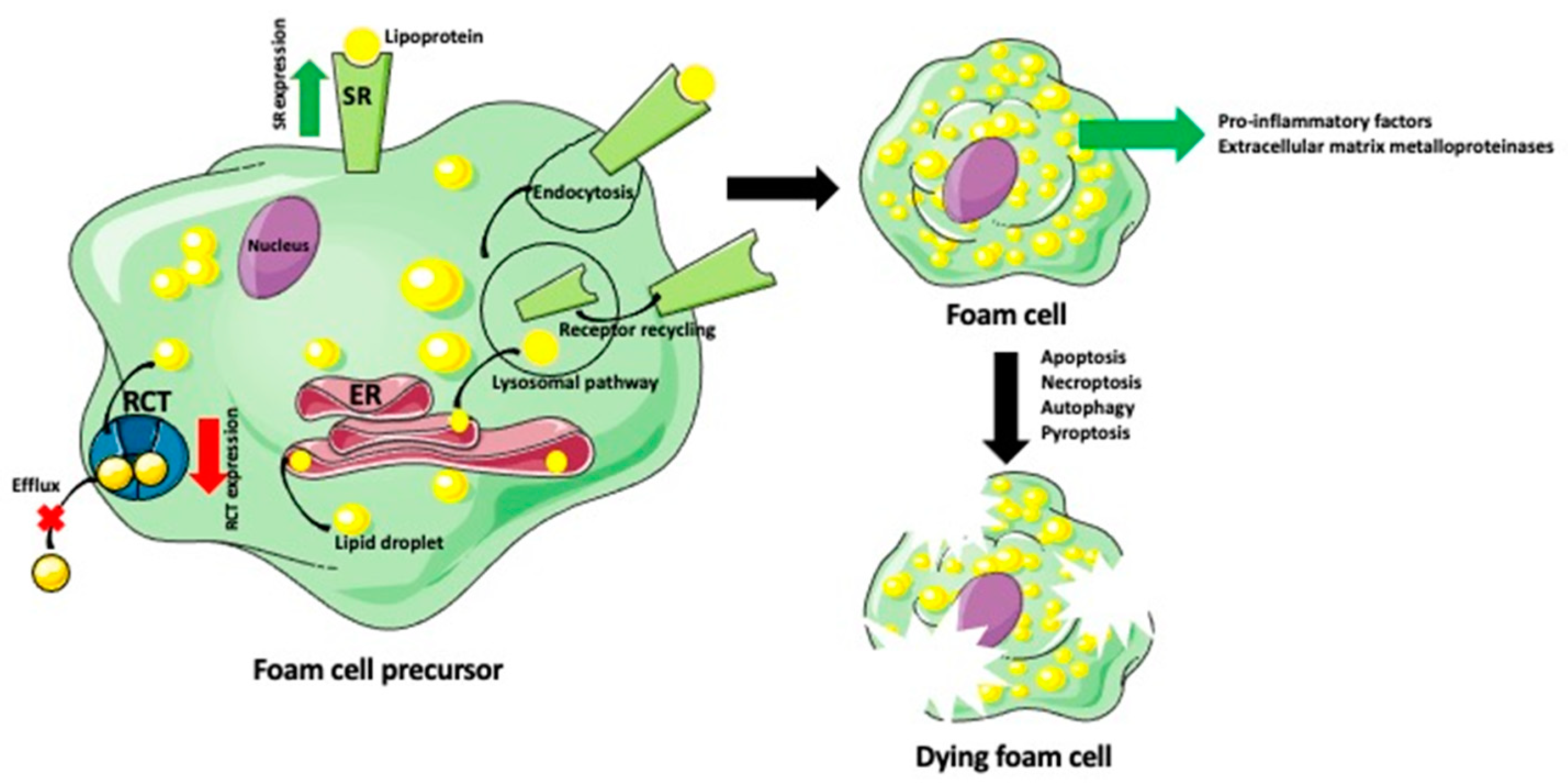 IJMS Free FullText Macrophage, Dendritic, Smooth Muscle