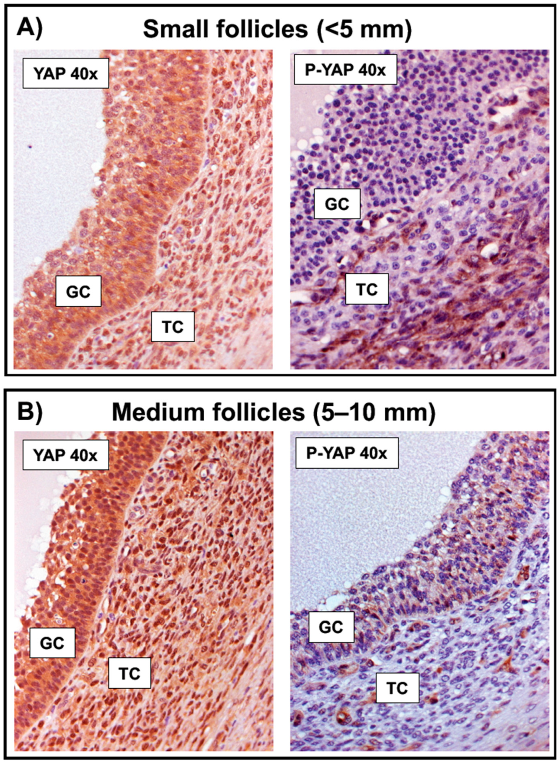 Ijms 23 14160 g004 Ijms 23 14160 g004