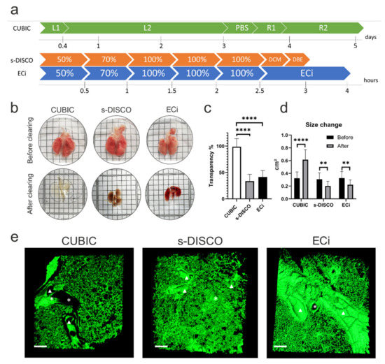 IJMS Free FullText Optical Tissue Clearing to Study the Intra