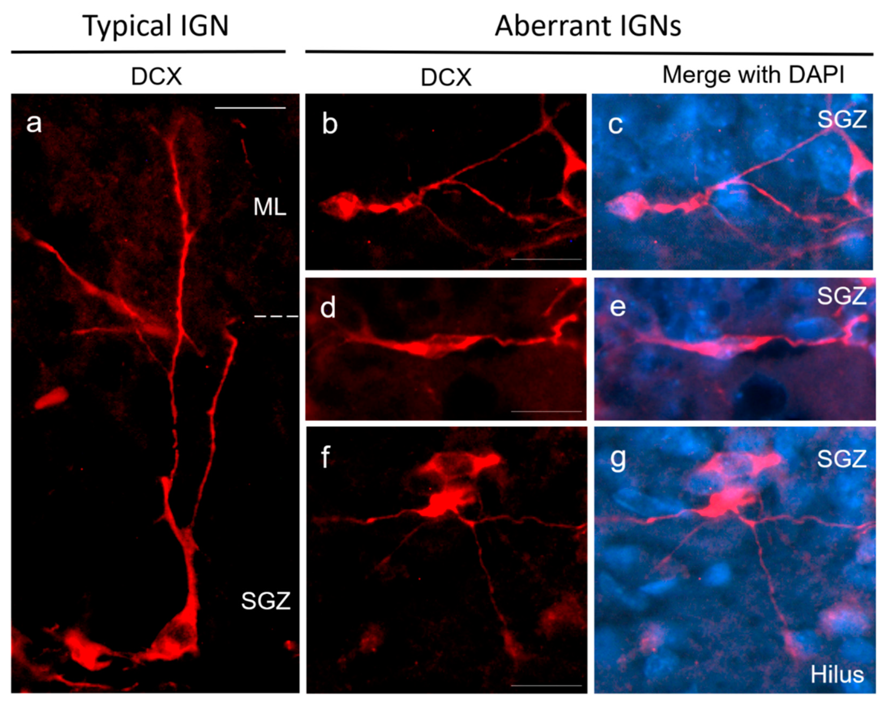 Ijms 23 14176 g012 Ijms 23 14176 g012
