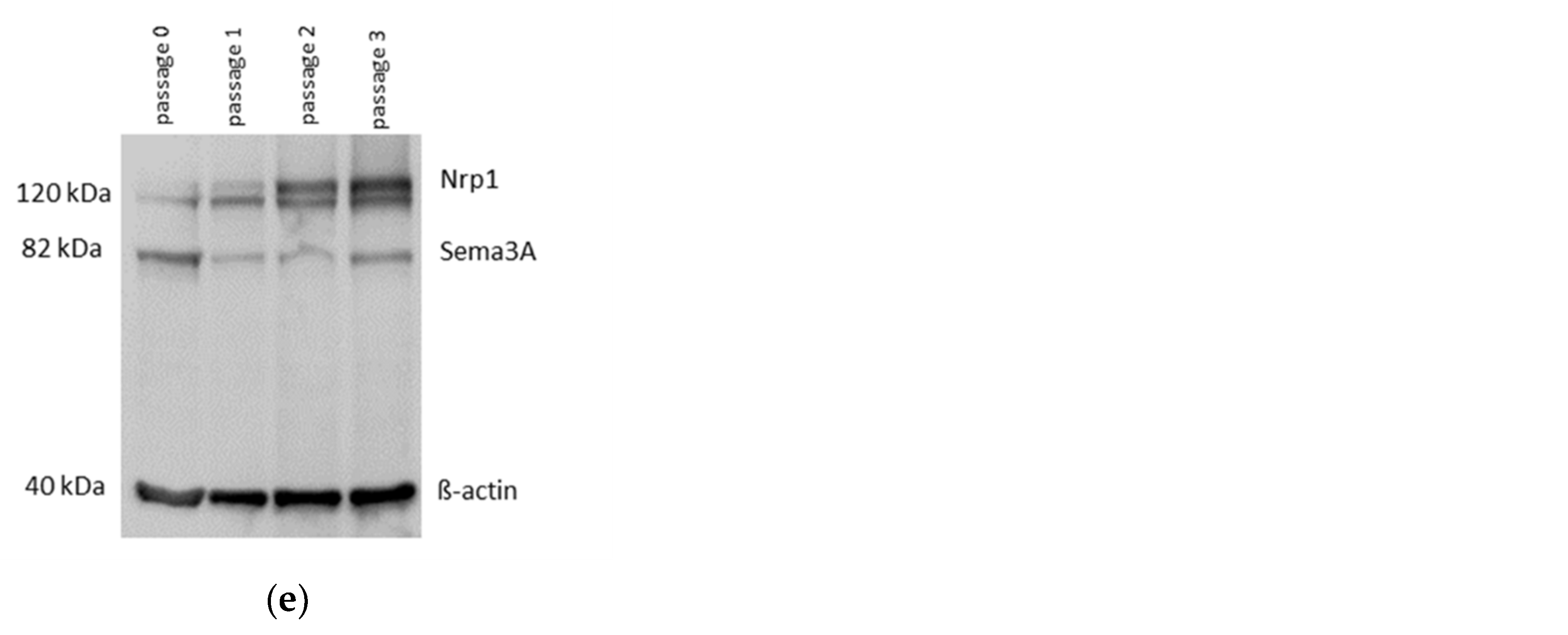 Ijms 23 14180 g002b Ijms 23 14180 g002b