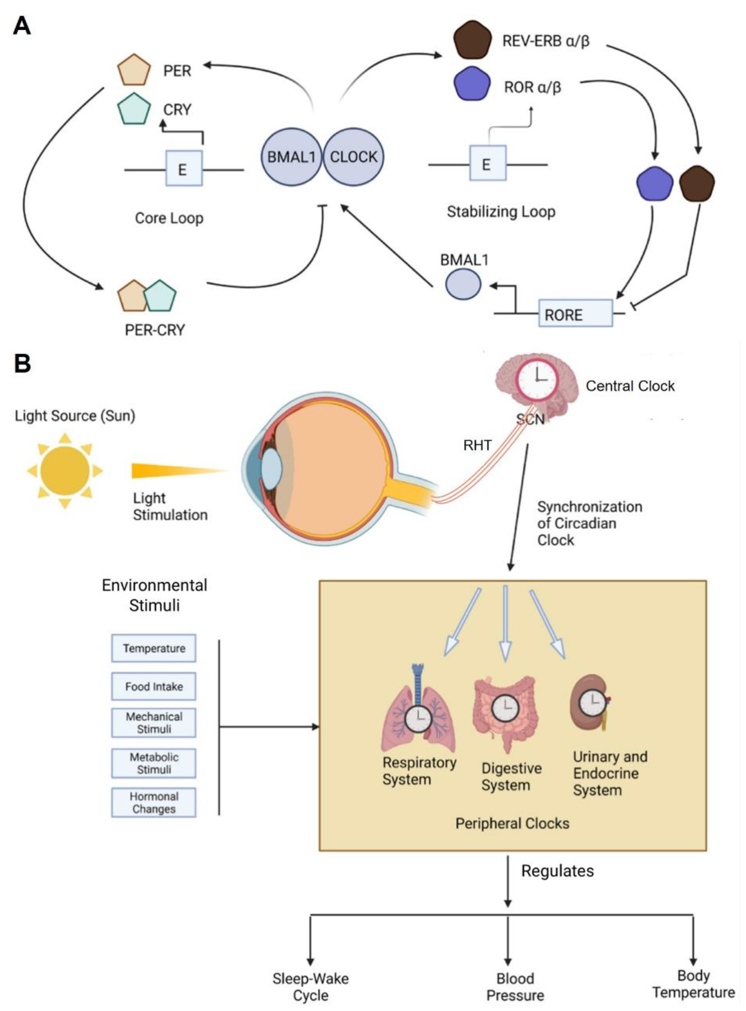 Ijms 23 14181 g001 Ijms 23 14181 g001