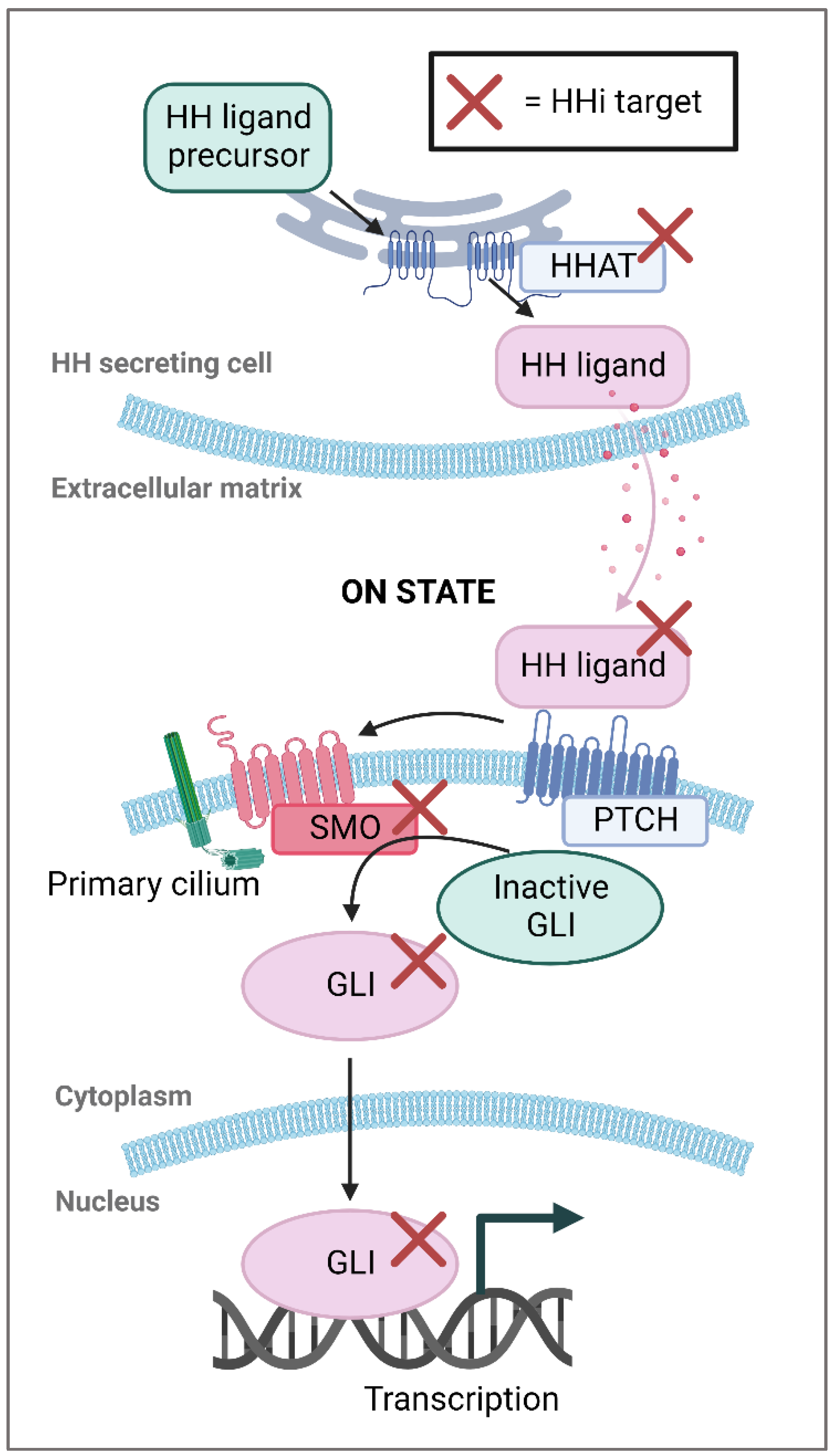 Ijms 23 14191 g001 Ijms 23 14191 g001