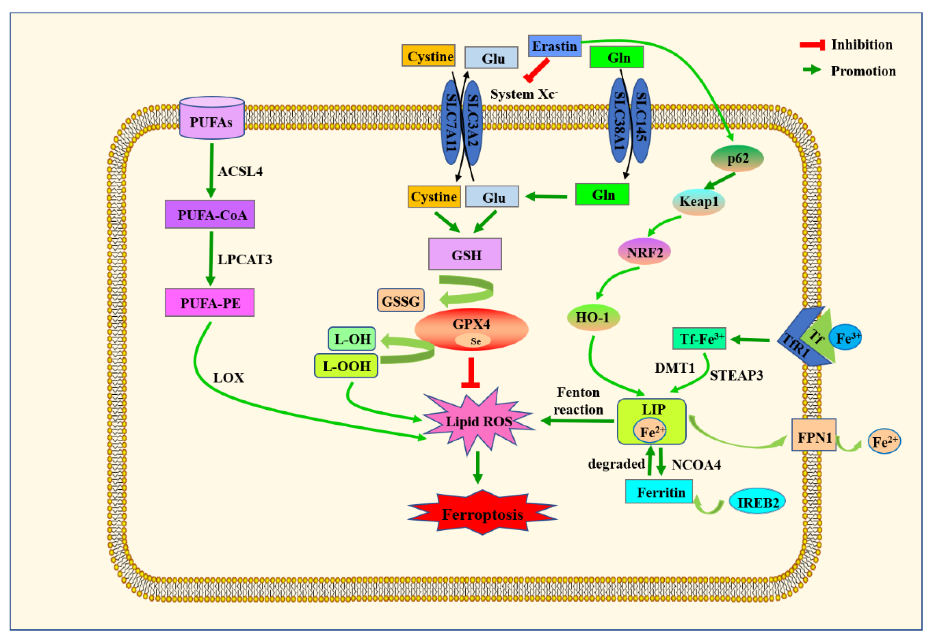 Ijms 23 14195 g004 Ijms 23 14195 g004