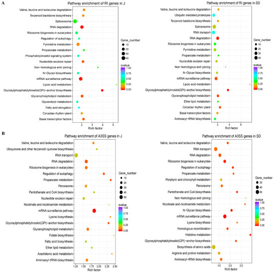ブラスト SPEEDPRO COBRA SPX Slip-on road legal/ECE/homologated BMW R