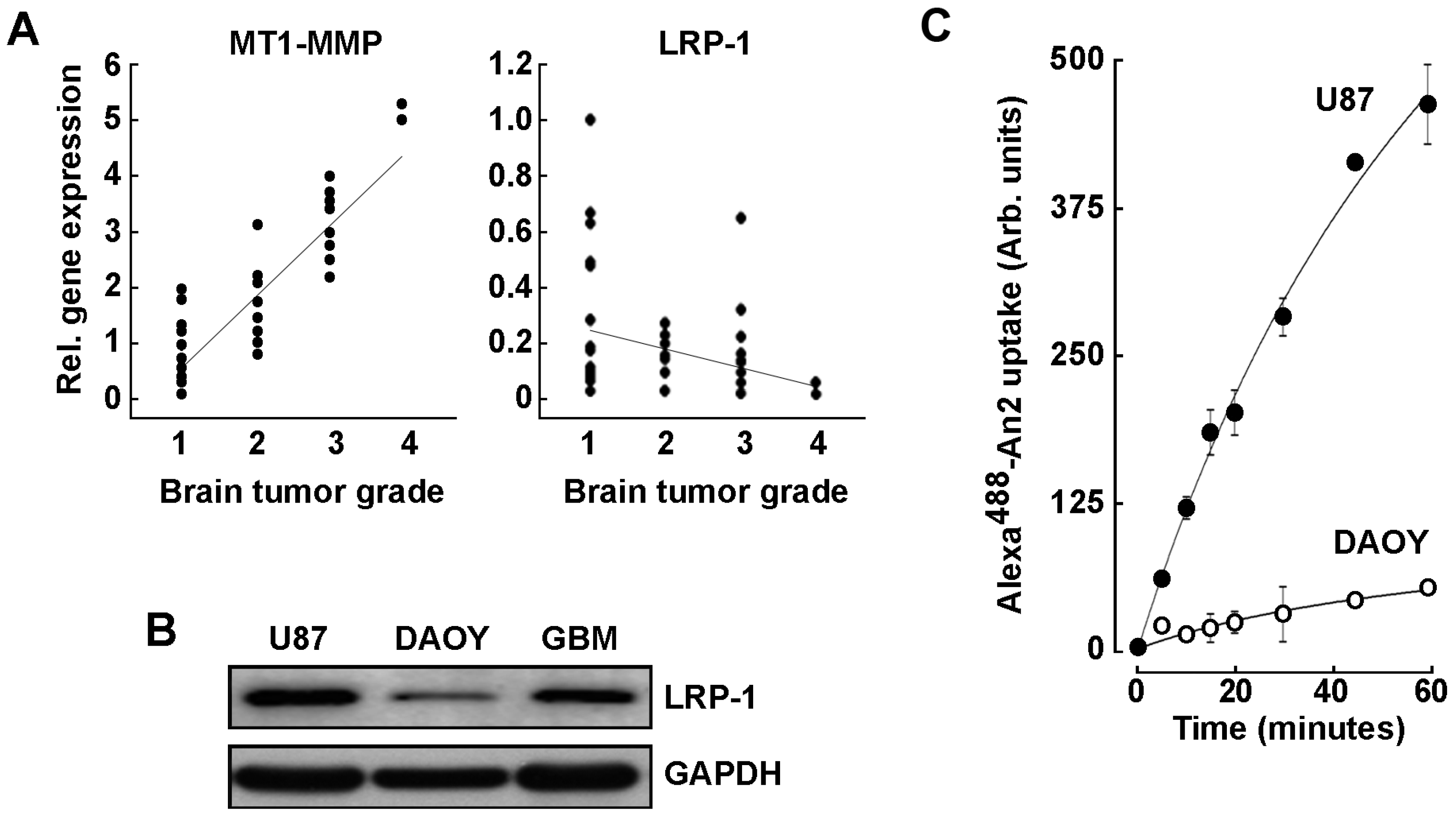 IJMS Free FullText MT1MMP Expression Levels and Catalytic