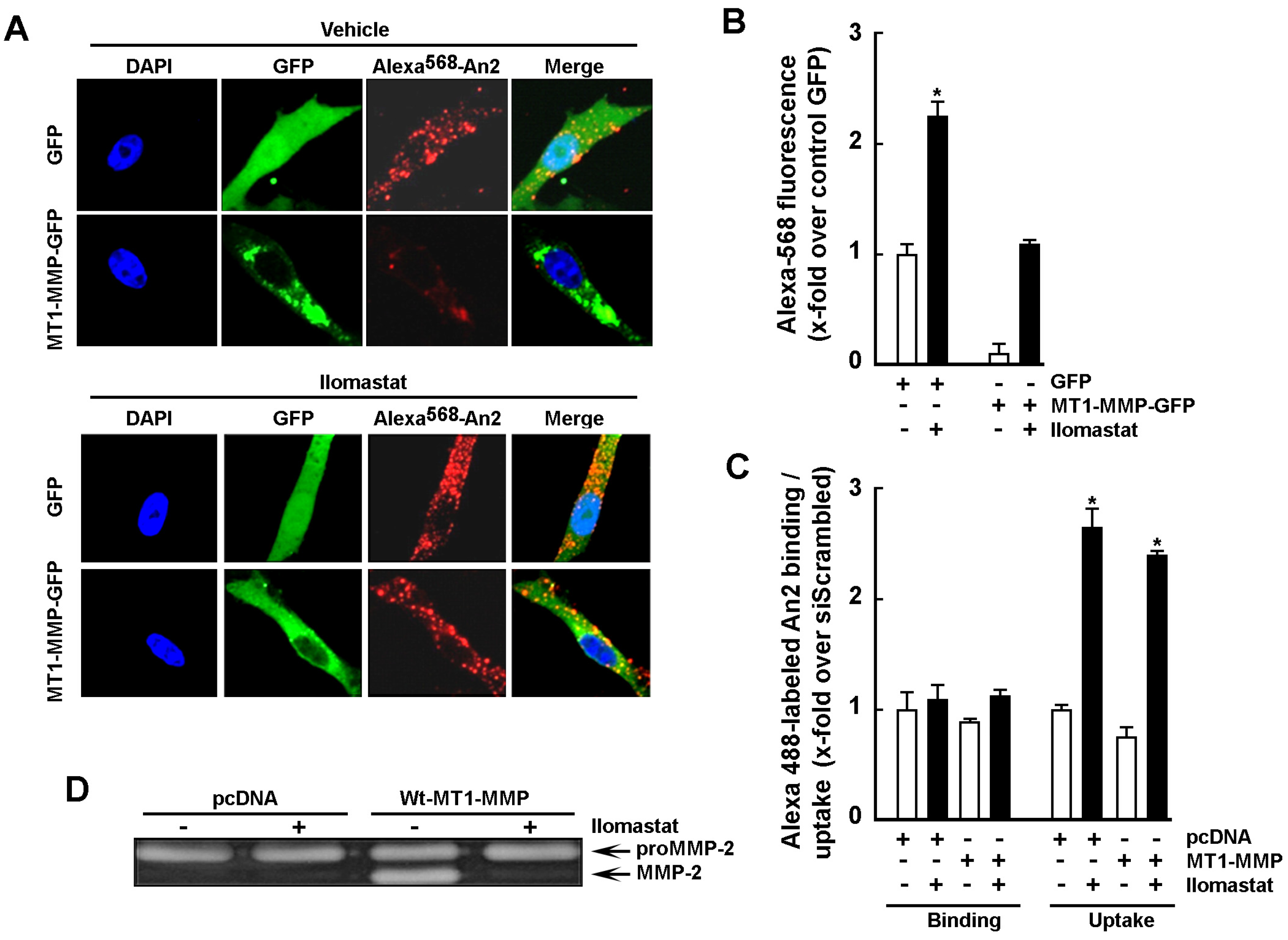 プレステーション4 MT1-MMP Expression Levels and Catalytic Functions Dictate