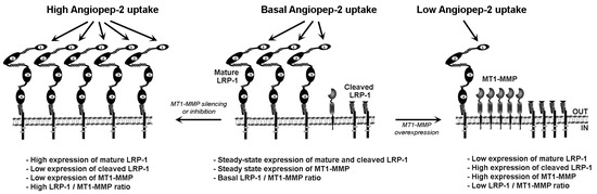 MT1-MMP Expression Levels and Catalytic Functions Dictate