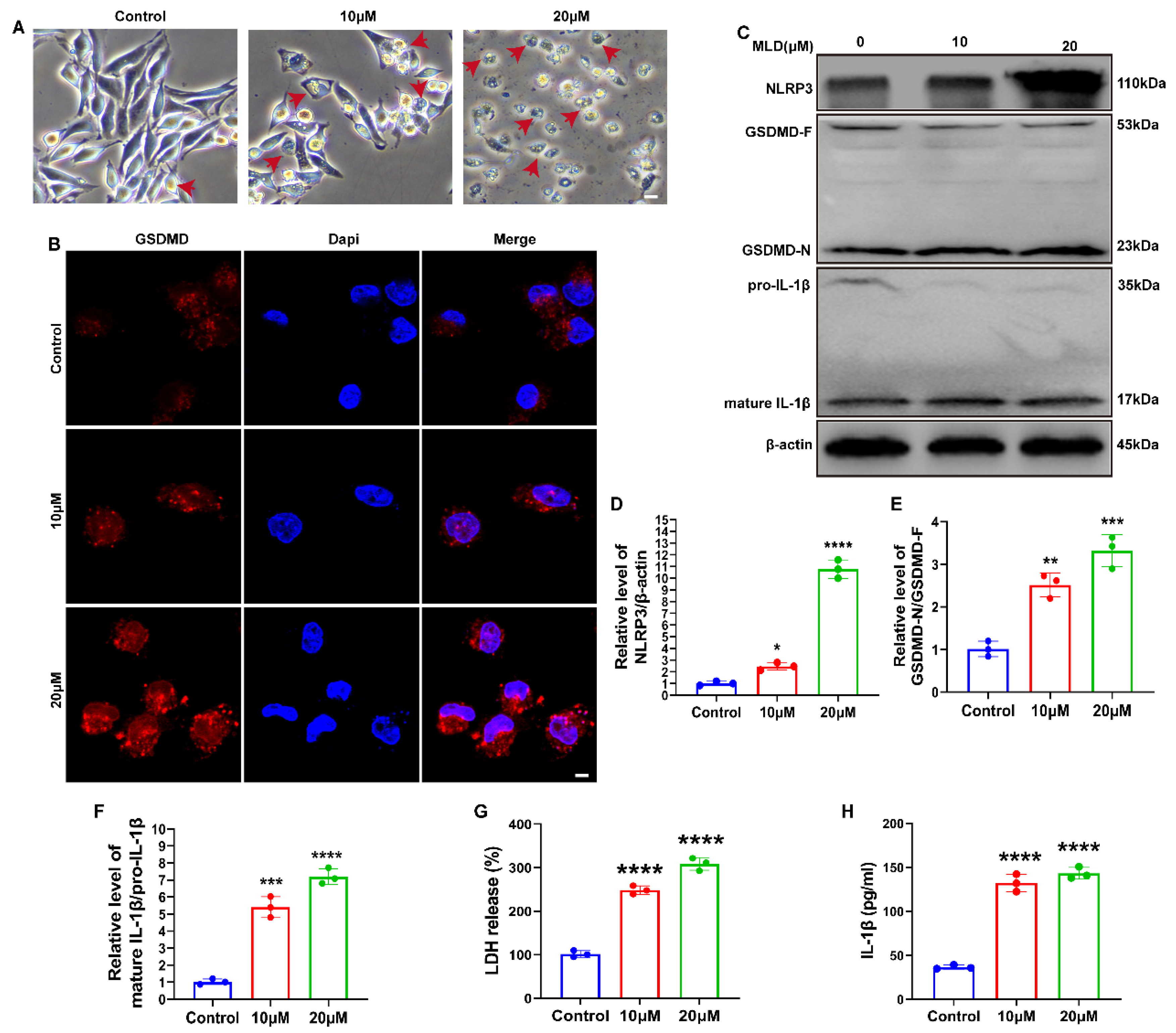 Ijms 23 14217 g004 Ijms 23 14217 g004