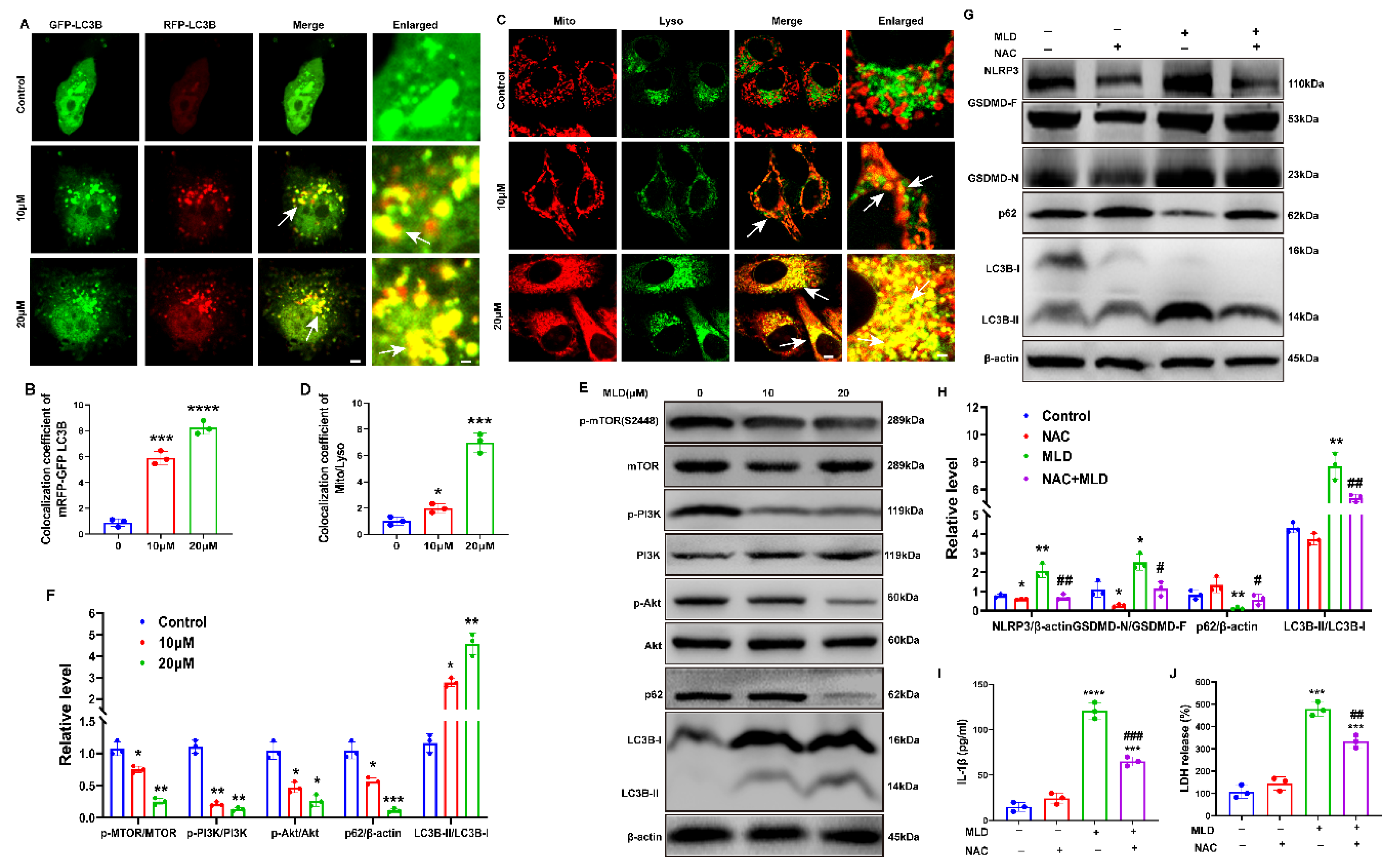 Ijms 23 14217 g005 Ijms 23 14217 g005