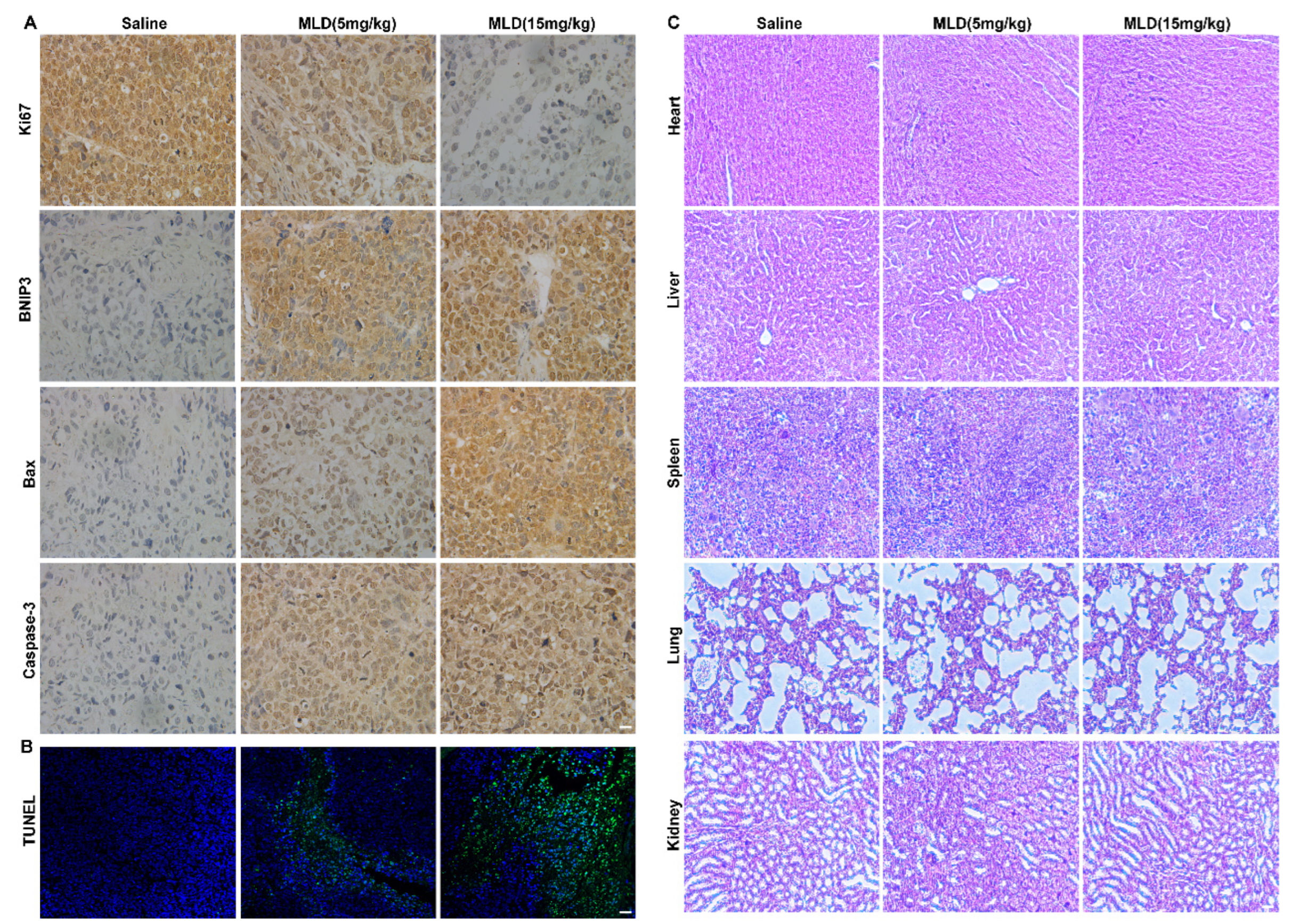 Ijms 23 14217 g007 Ijms 23 14217 g007