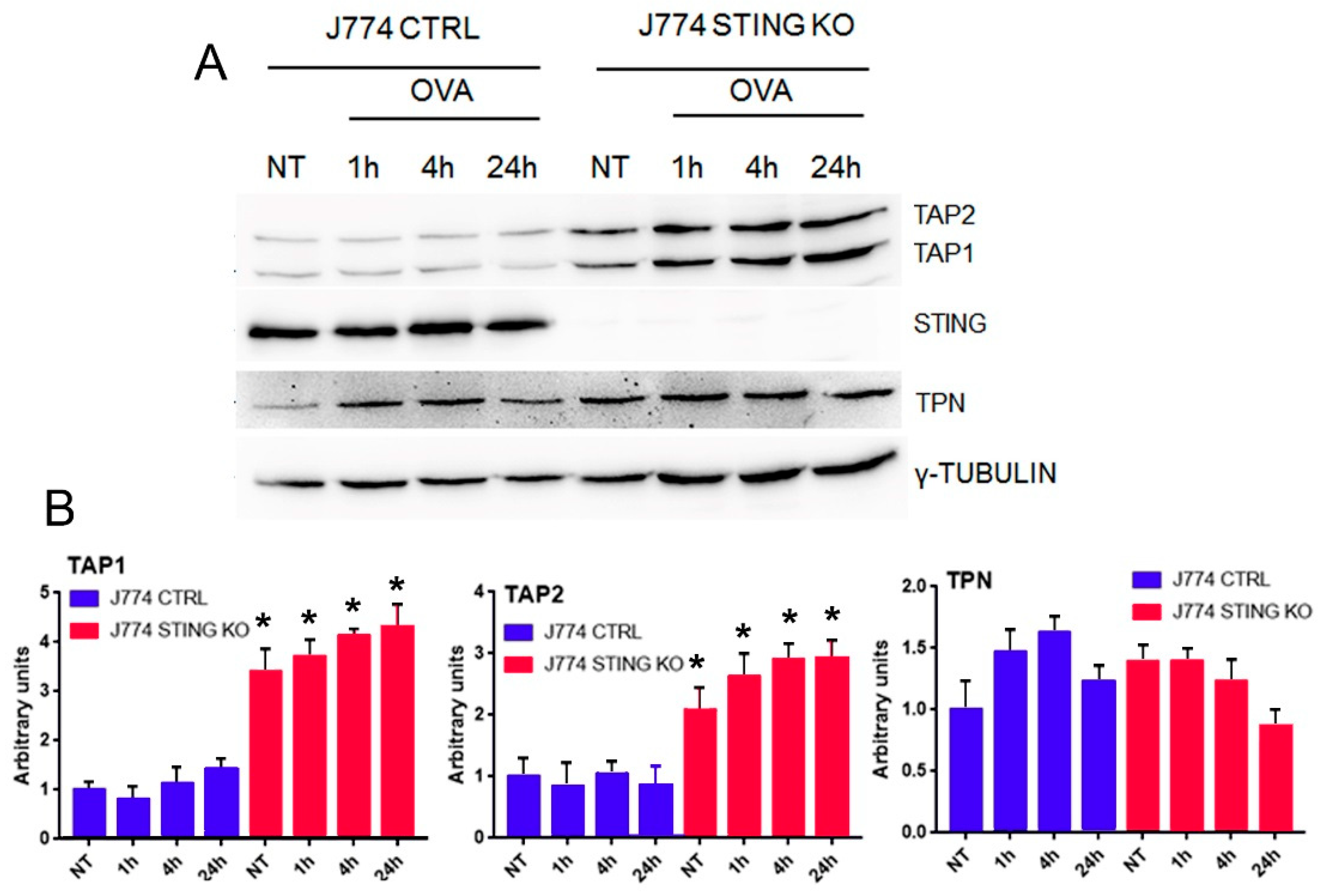 Ijms 23 14232 g004 Ijms 23 14232 g004
