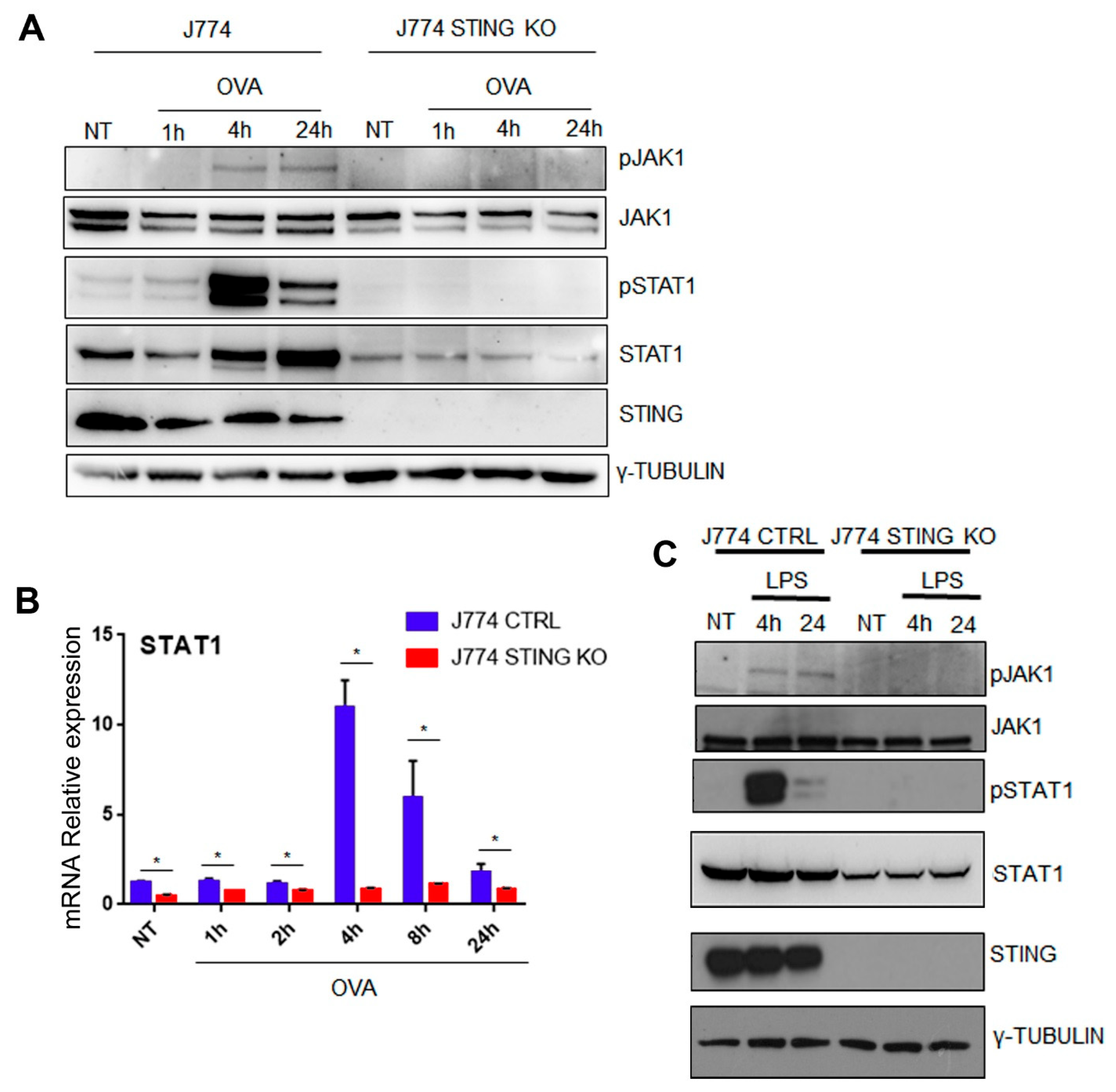 Ijms 23 14232 g006 Ijms 23 14232 g006