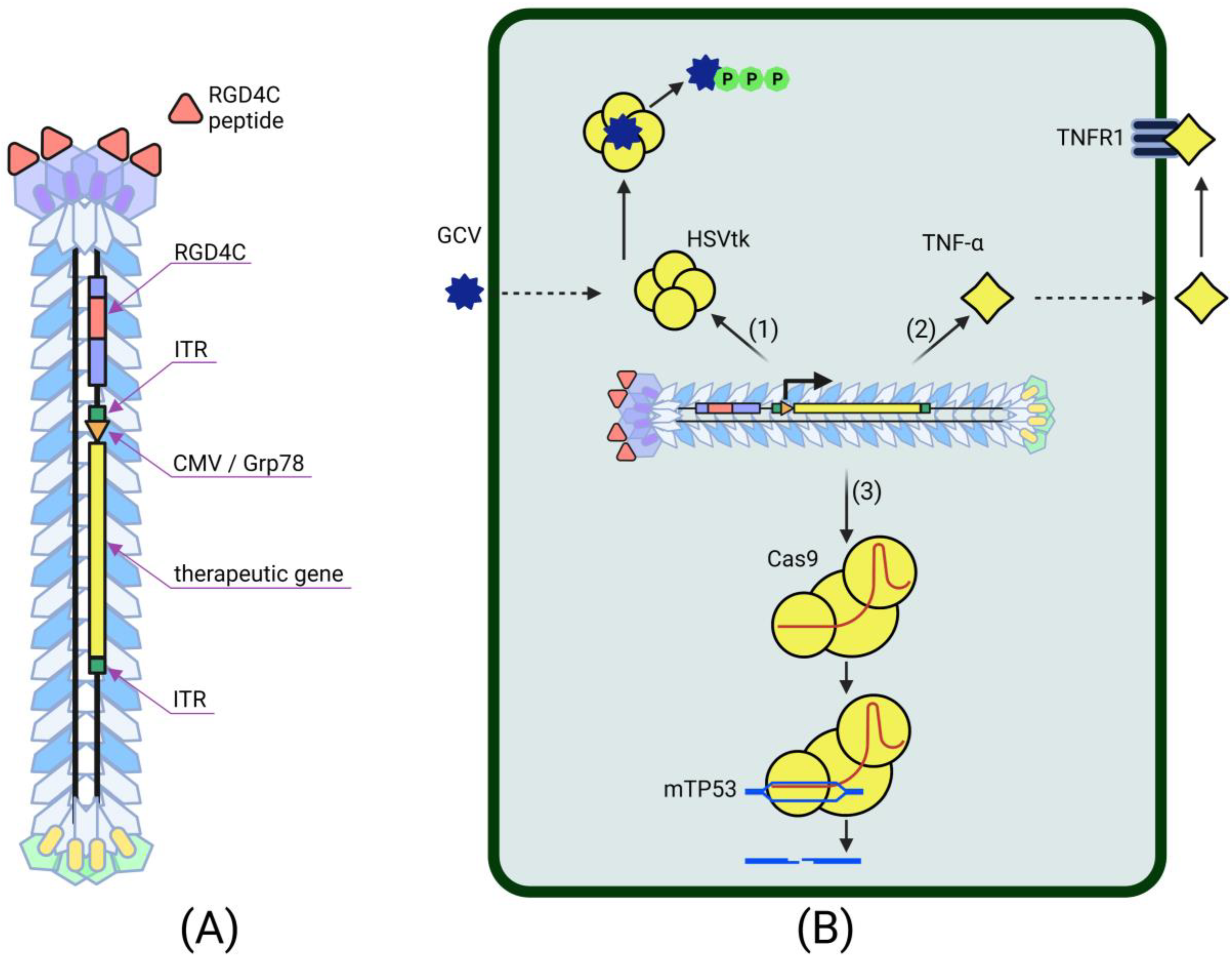 Ijms 23 14245 g002 Ijms 23 14245 g002