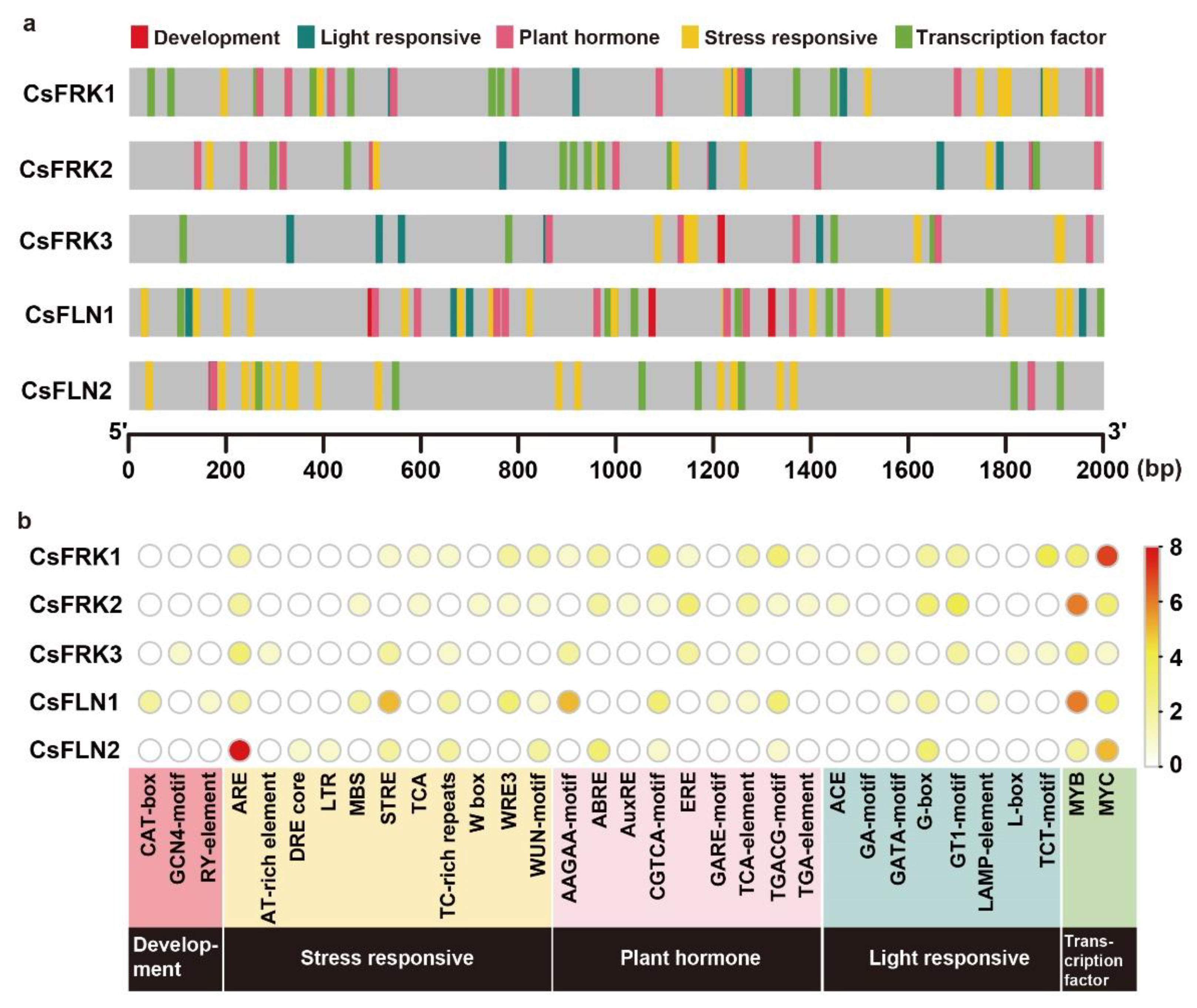 A Comparative Characterization and Expression Profiling Analysis of Fructokinase and Fructokinase-like Genes: Exploring Their Roles in Cucumber Development and Chlorophyll Biosynthesis A Comparative Characterization and Expression Profiling Analysis of Fructokinase and Fructokinase-like Genes: Exploring Their Roles in Cucumber Development and Chlorophyll Biosynthesis