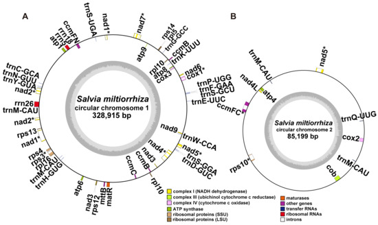 De Novo Hybrid Assembly of the Salvia miltiorrhiza Mitochondrial Genome ...