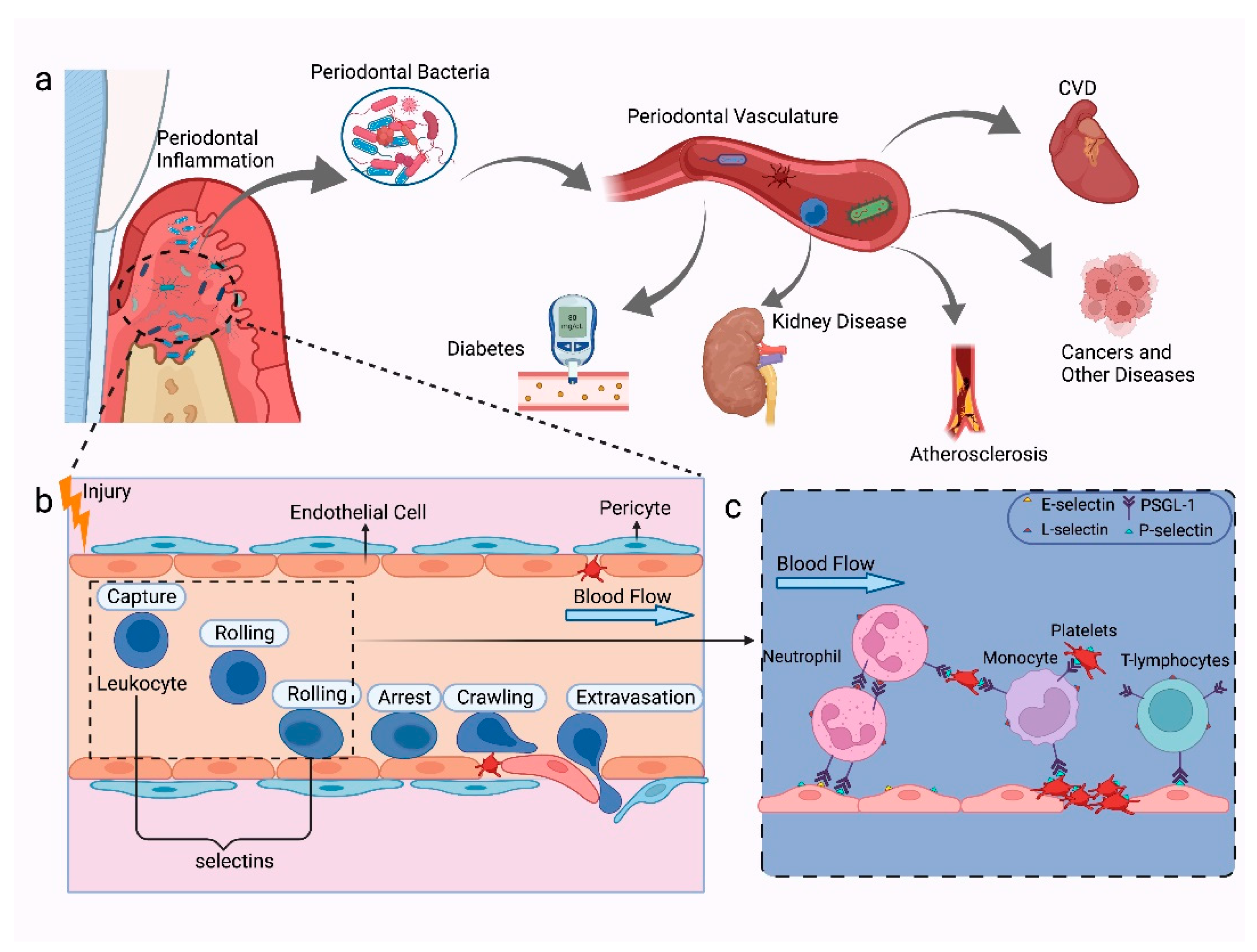 Ijms 23 14280 g003 Ijms 23 14280 g003