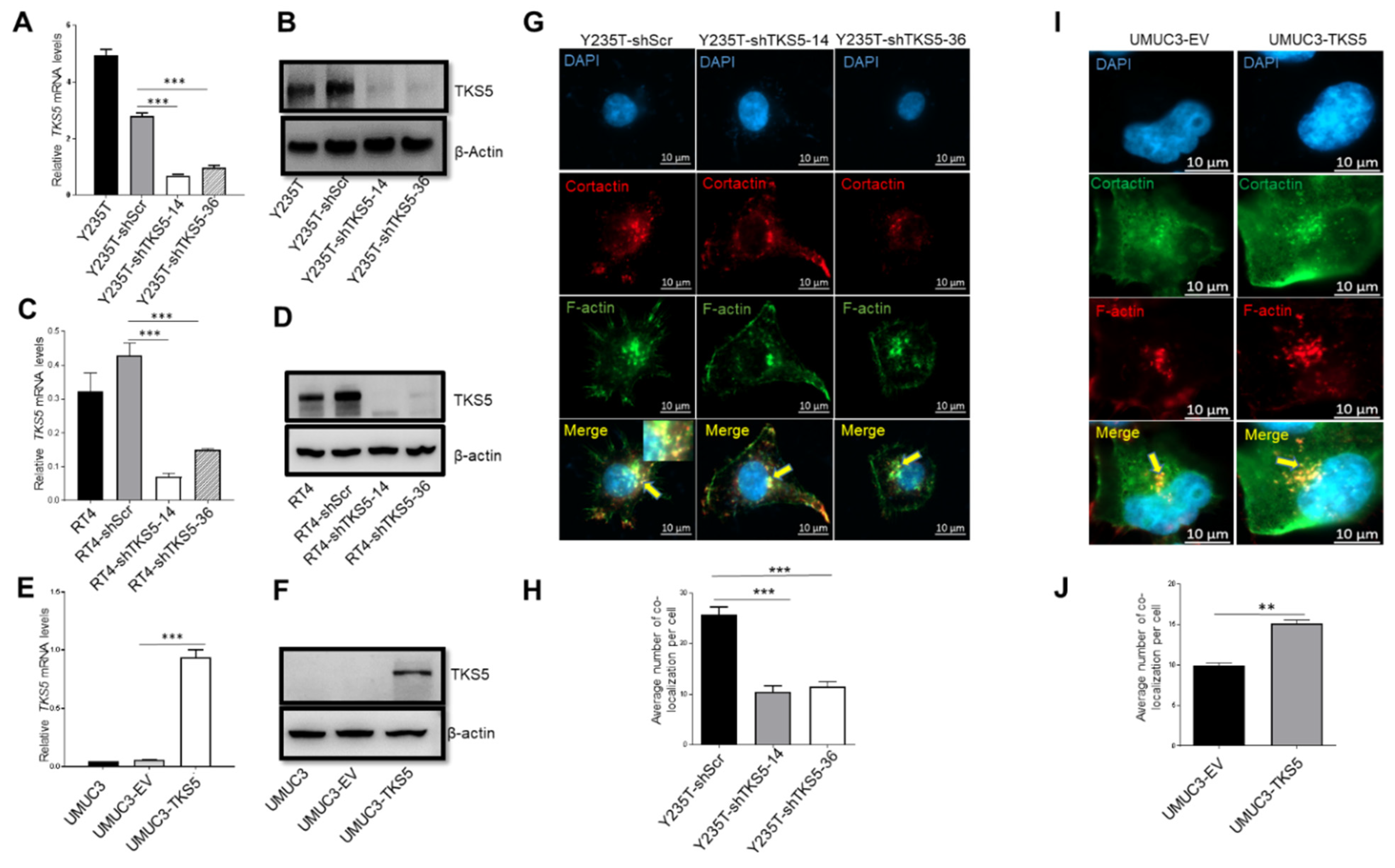 Ijms 23 14283 g006 Ijms 23 14283 g006