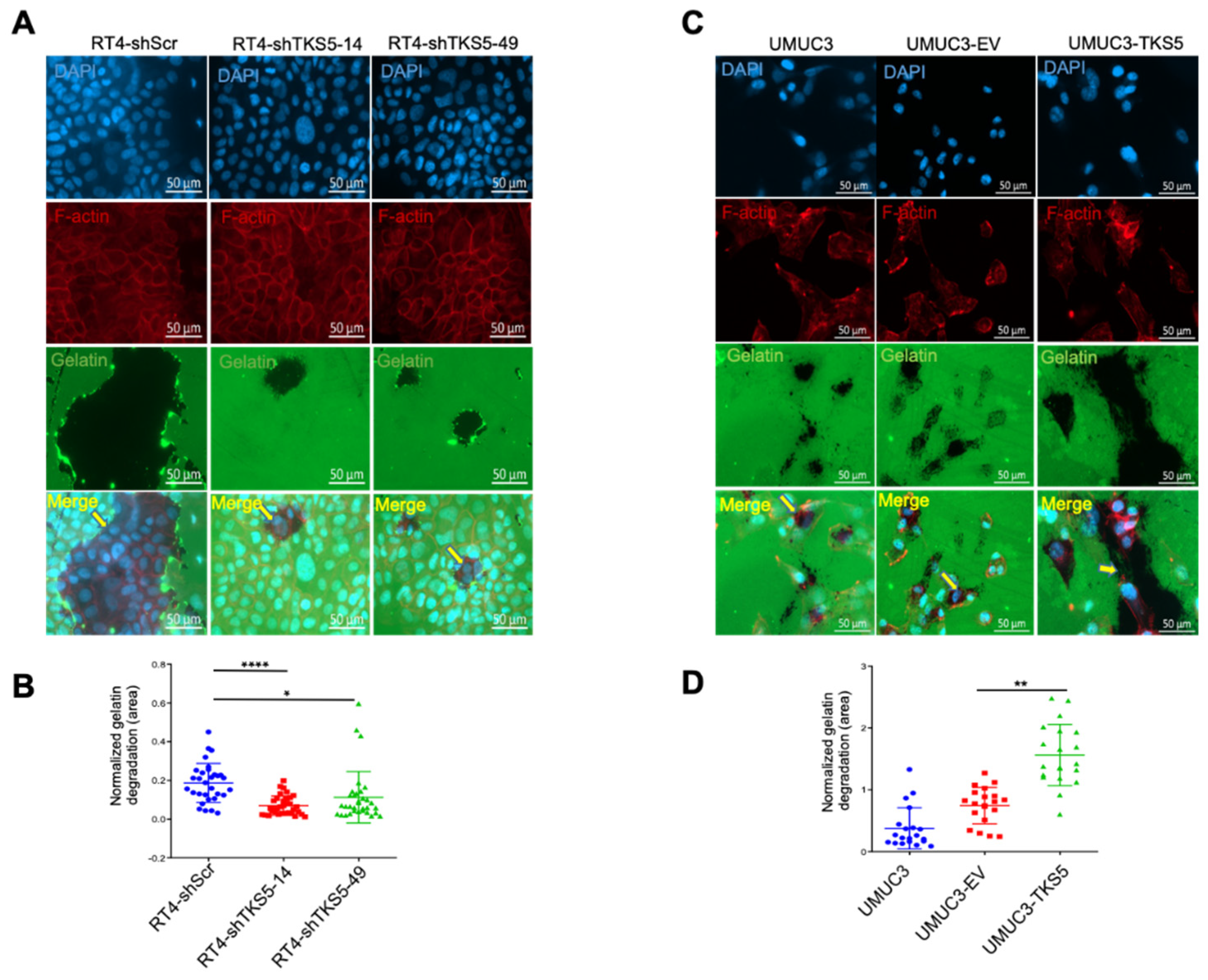 Ijms 23 14283 g008 Ijms 23 14283 g008