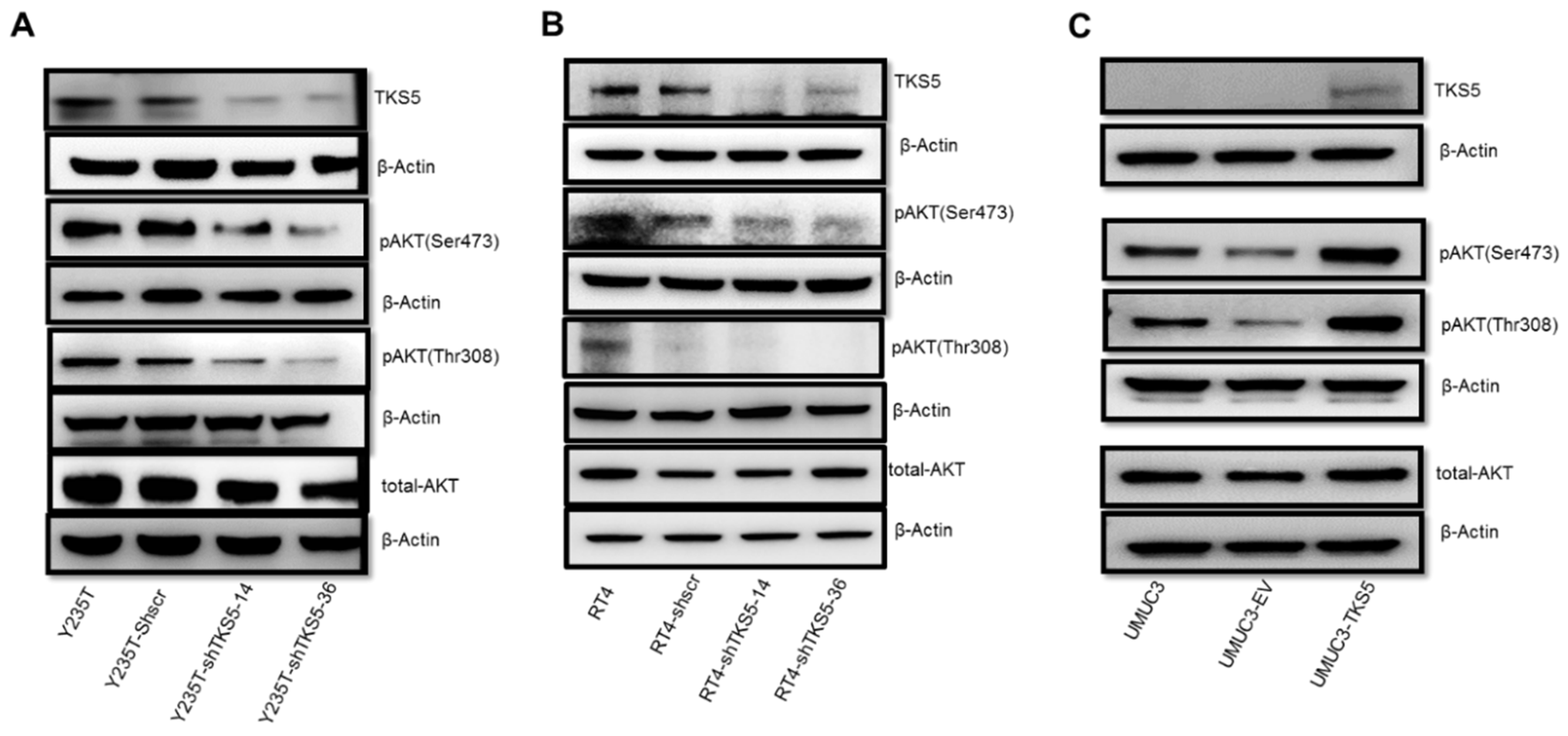 Ijms 23 14283 g009 Ijms 23 14283 g009