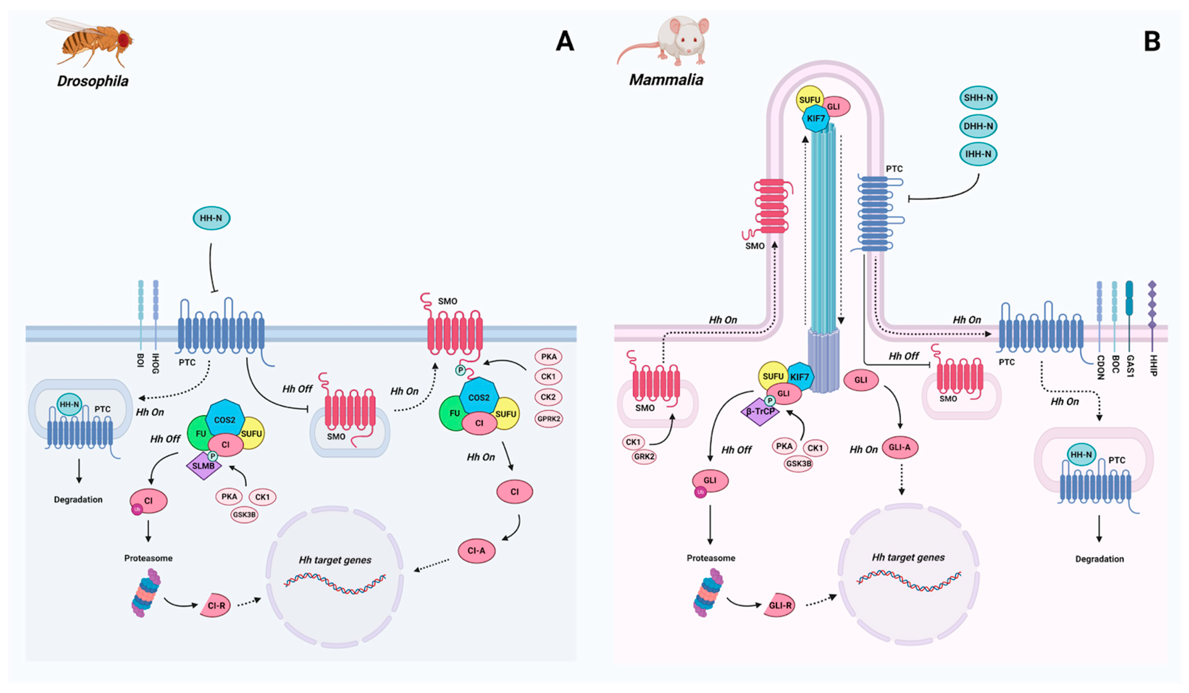 Ijms 23 14312 g001 Ijms 23 14312 g001