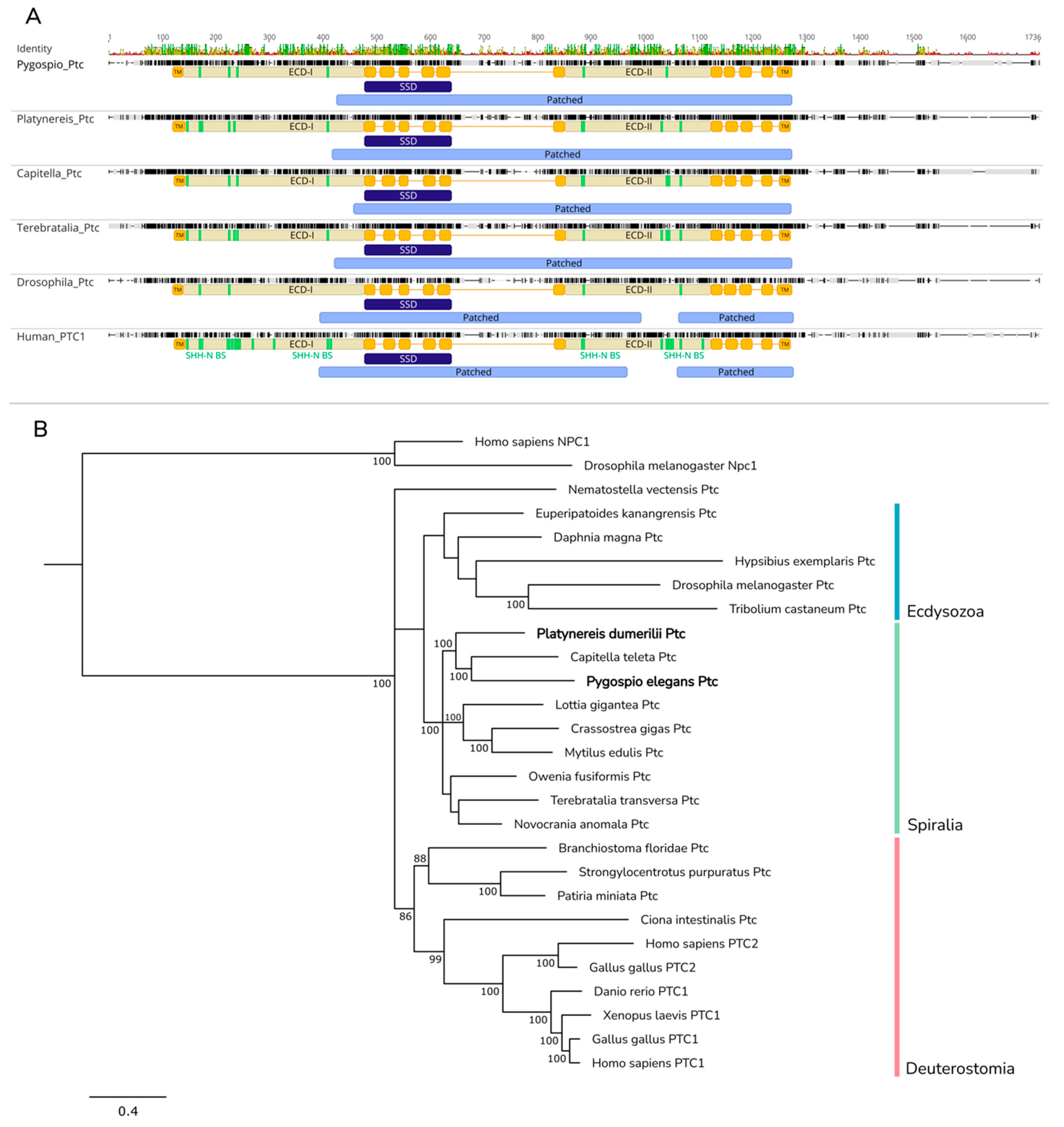 Ijms 23 14312 g005 Ijms 23 14312 g005