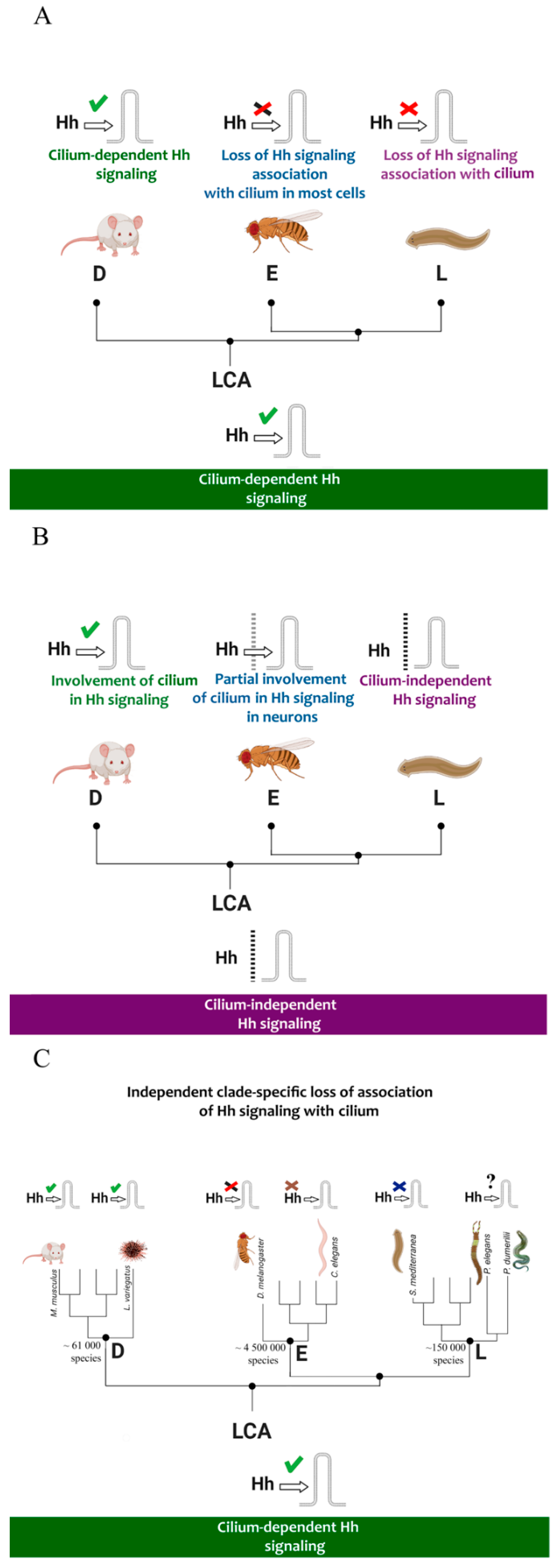 Ijms 23 14312 g012 Ijms 23 14312 g012
