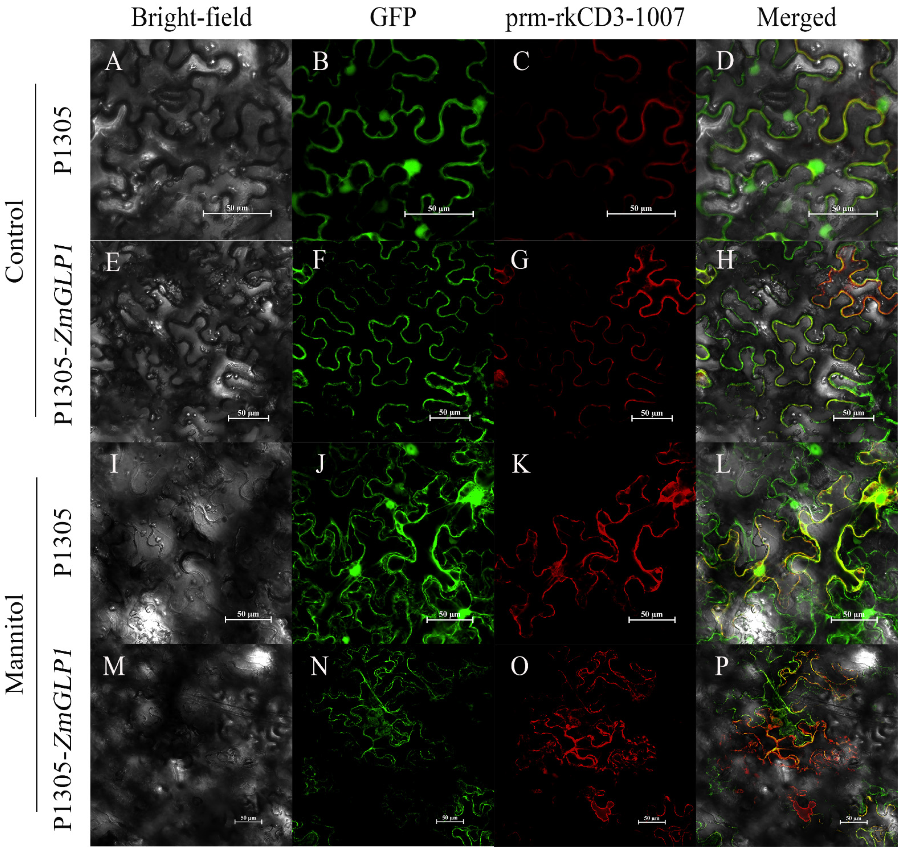 Ijms 23 14316 g004 Ijms 23 14316 g004