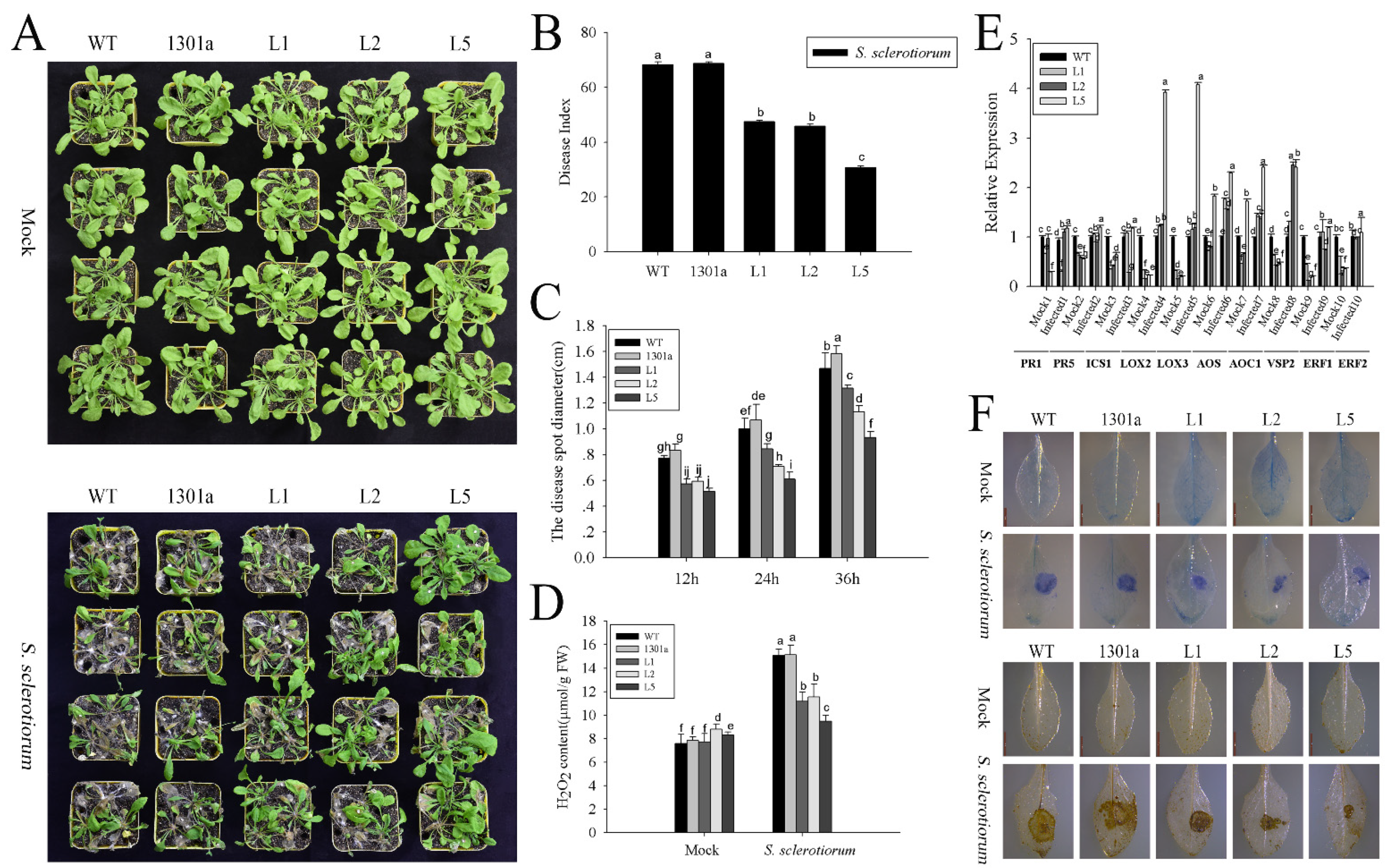 Ijms 23 14316 g006 Ijms 23 14316 g006