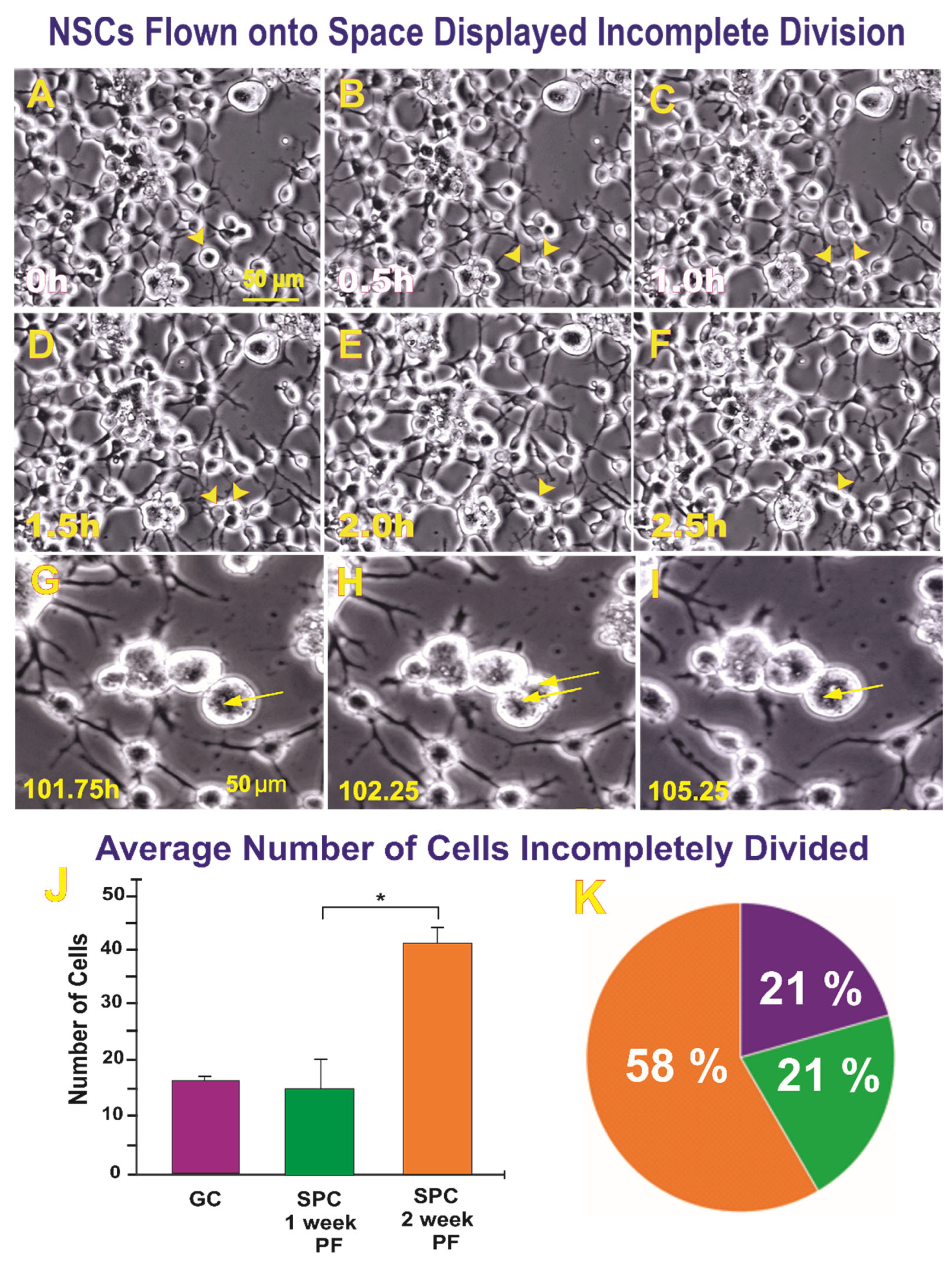 Ijms 23 14320 g001 Ijms 23 14320 g001
