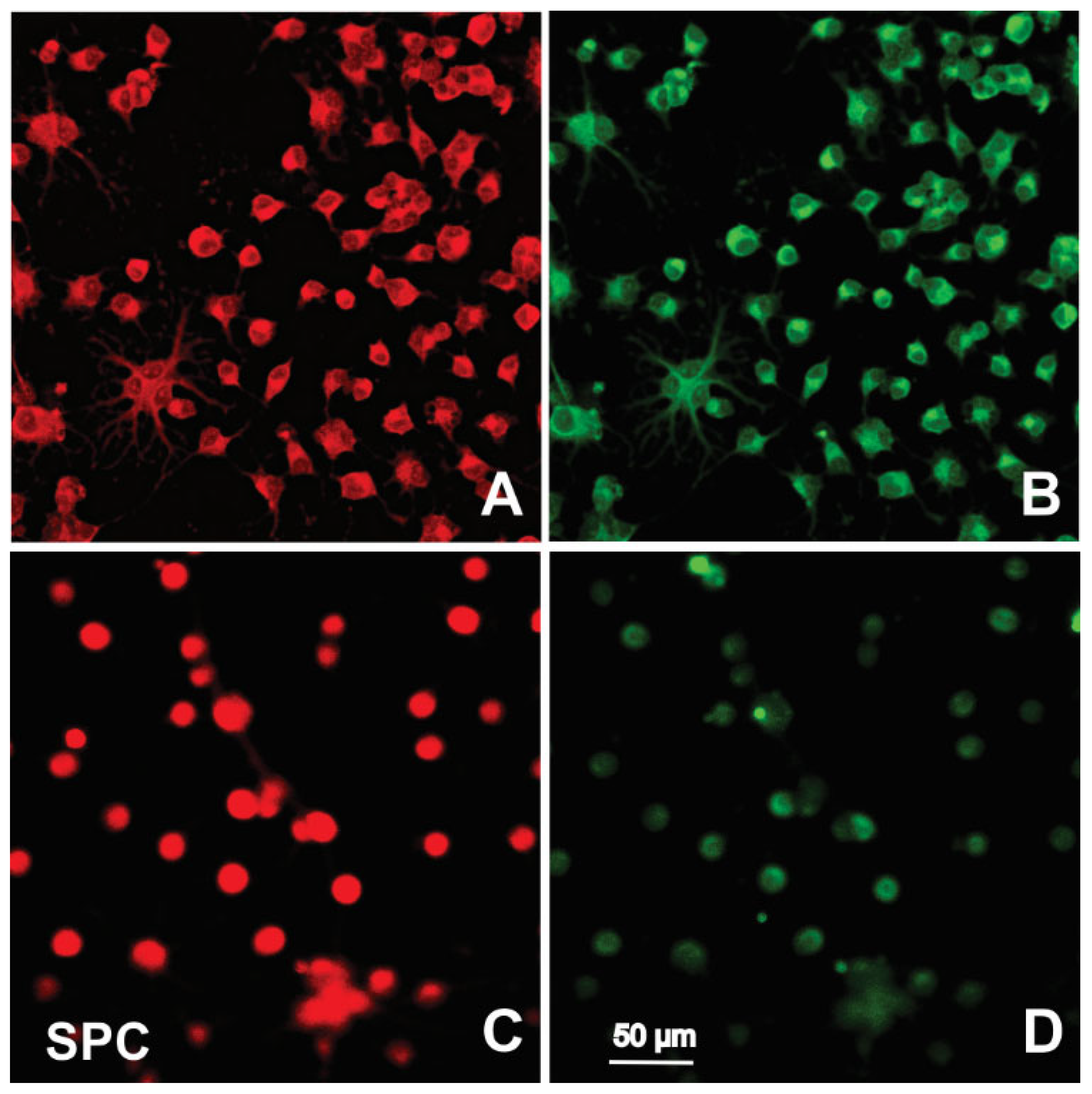 Ijms 23 14320 g007 Ijms 23 14320 g007