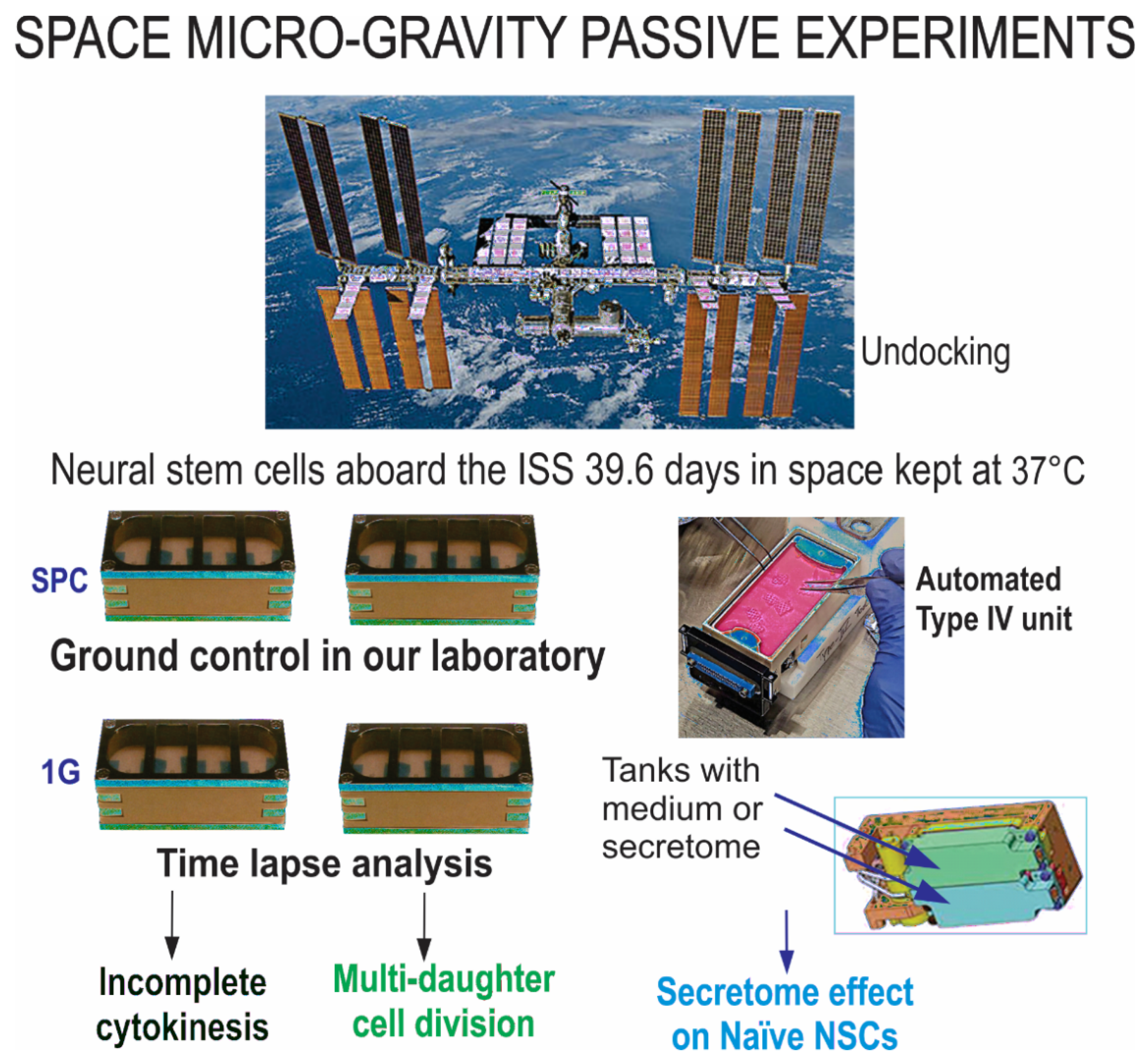 Ijms 23 14320 g008 Ijms 23 14320 g008